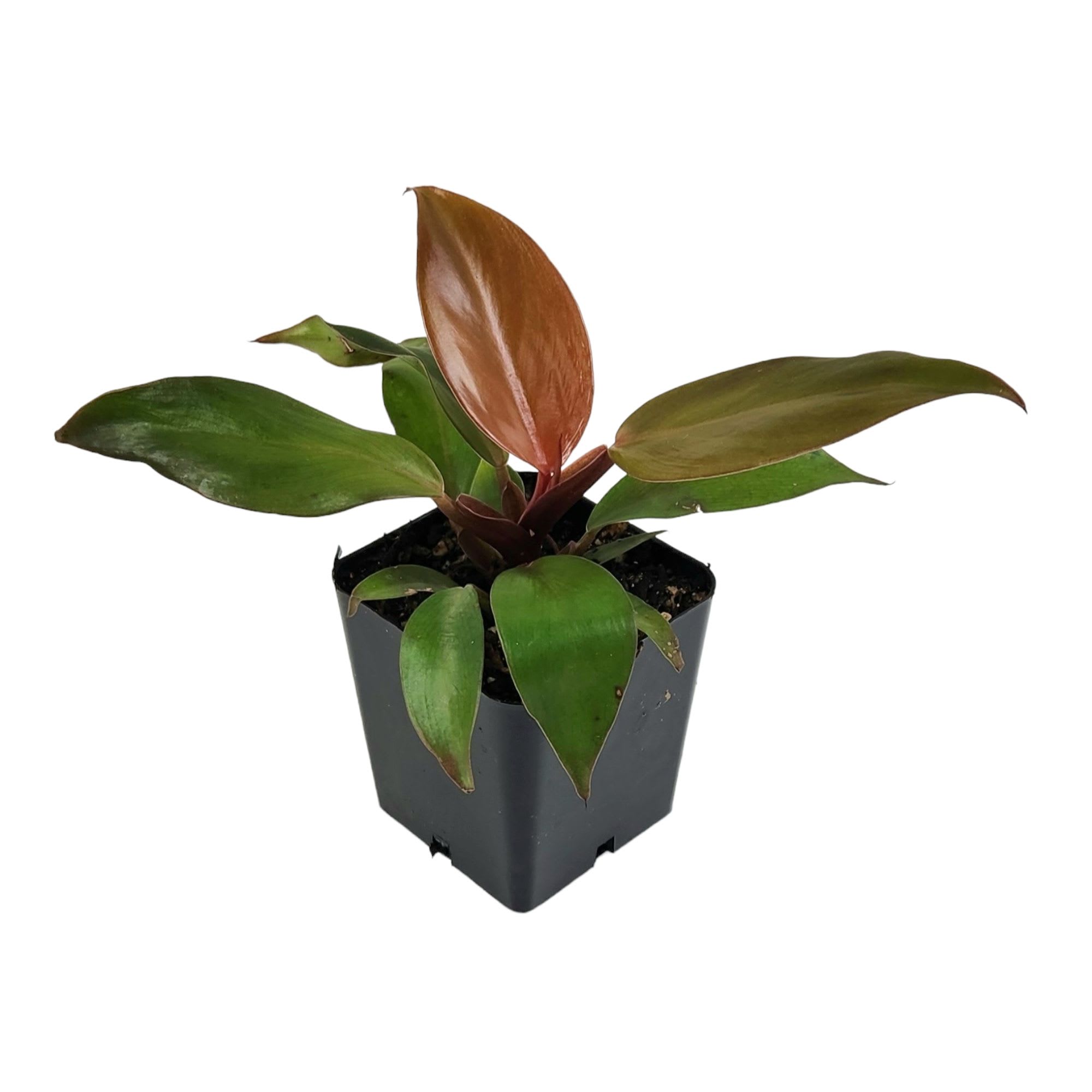 Live Plants Grower's Choice Assorted Single, Philodendron | Petco