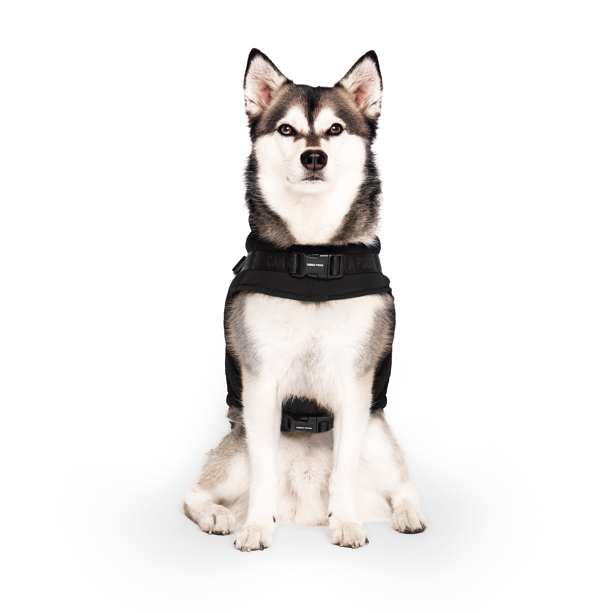 Canada Pooch Dog Harness Puffer XXX Small Black Petco 