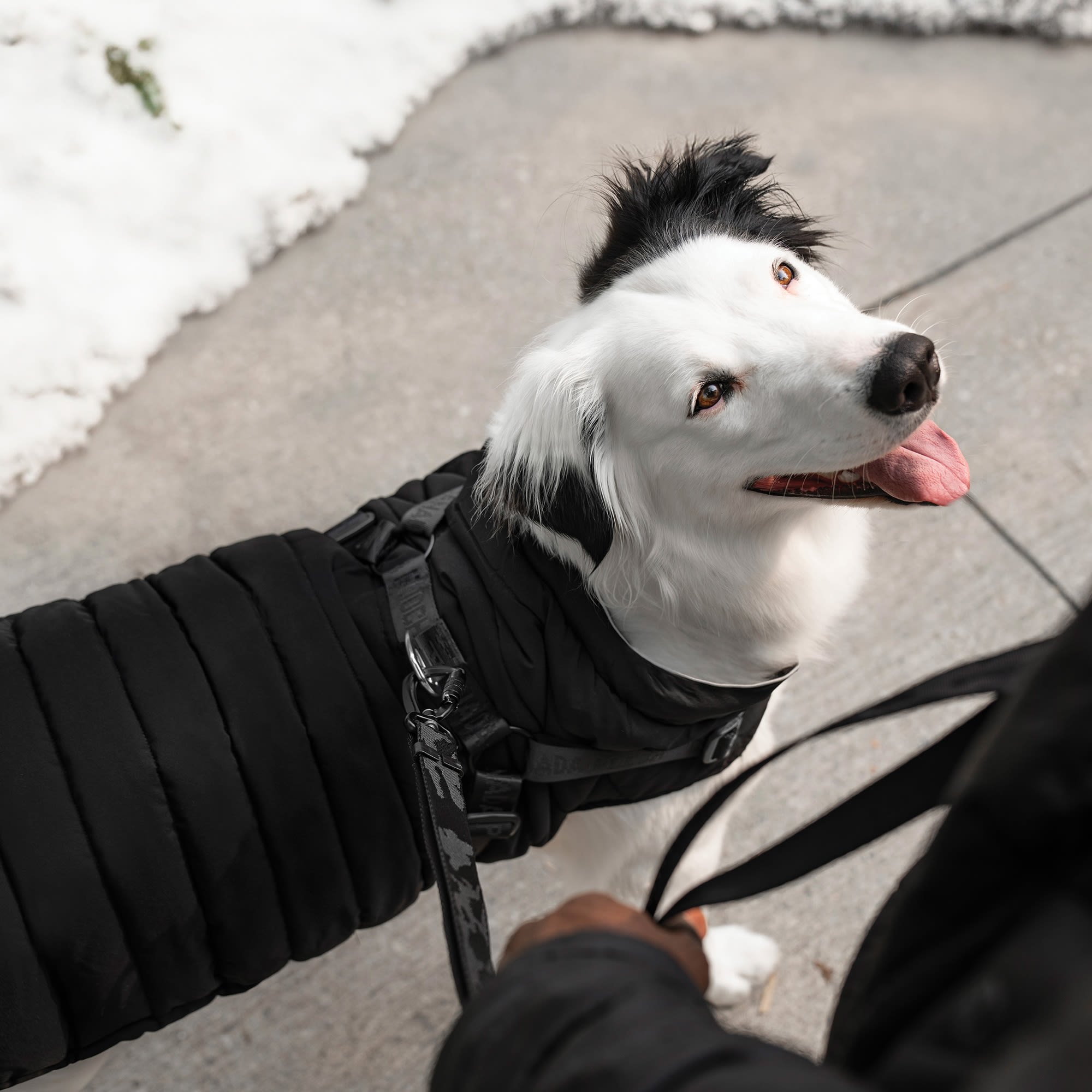 Canada Pooch Dog Harness Puffer, XXX-Small, Black Petco