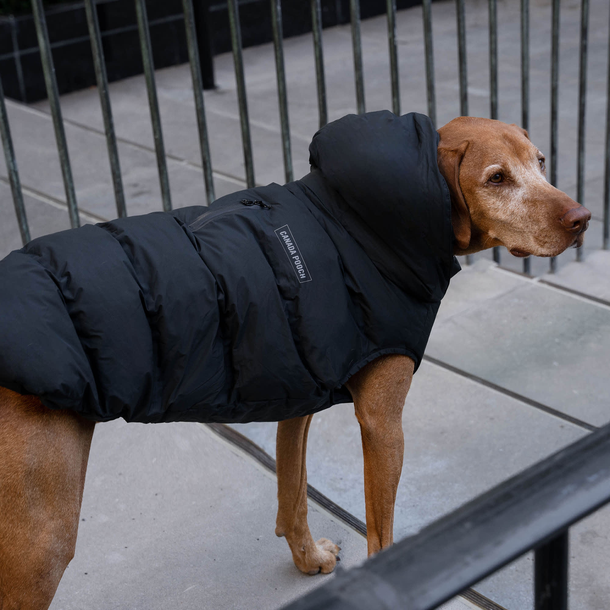 Canada Pooch Waterproof Puffer for Dogs XX Small Black Petco