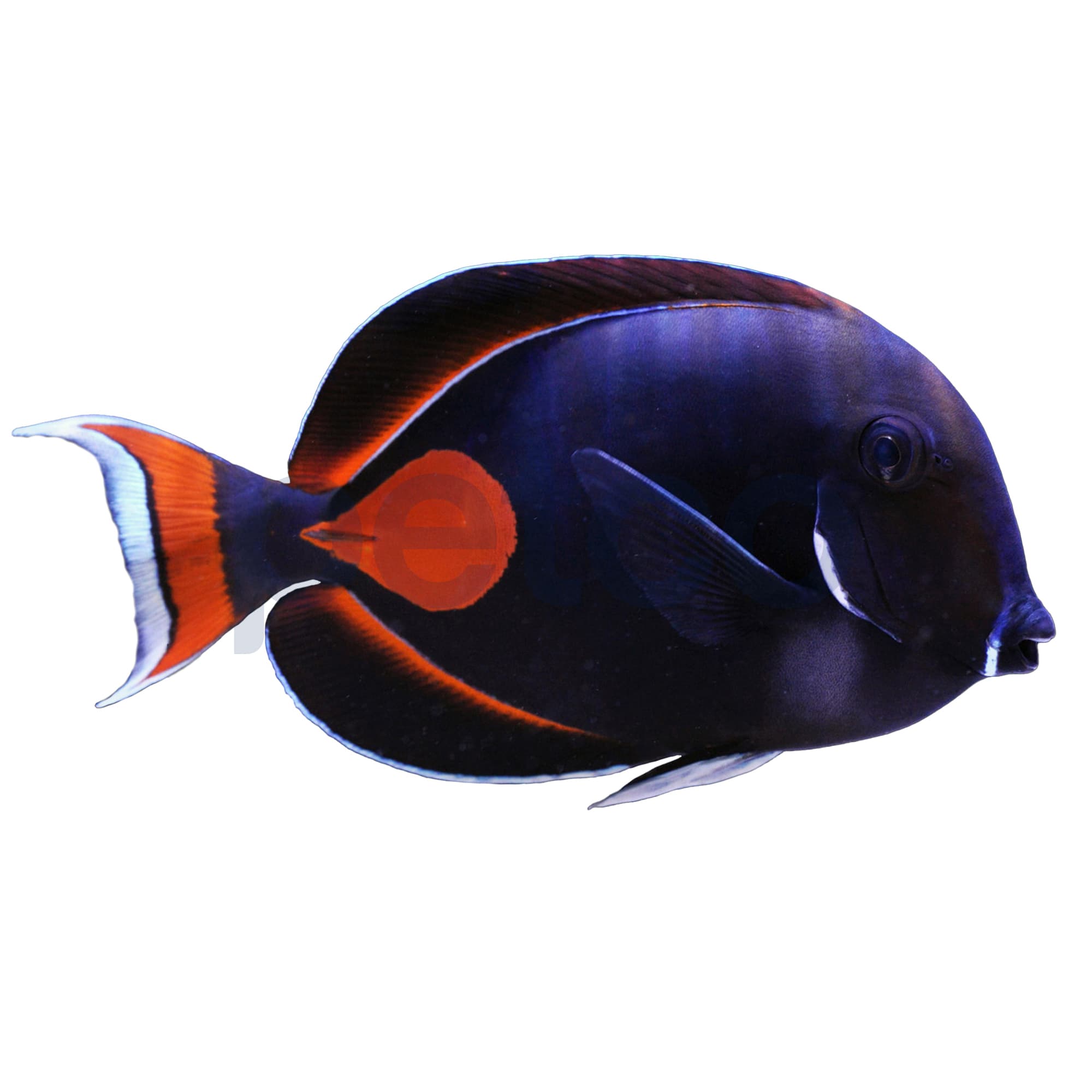 Petco Marine Fish Adult Achilles Tang Large 4.5"5.5"
