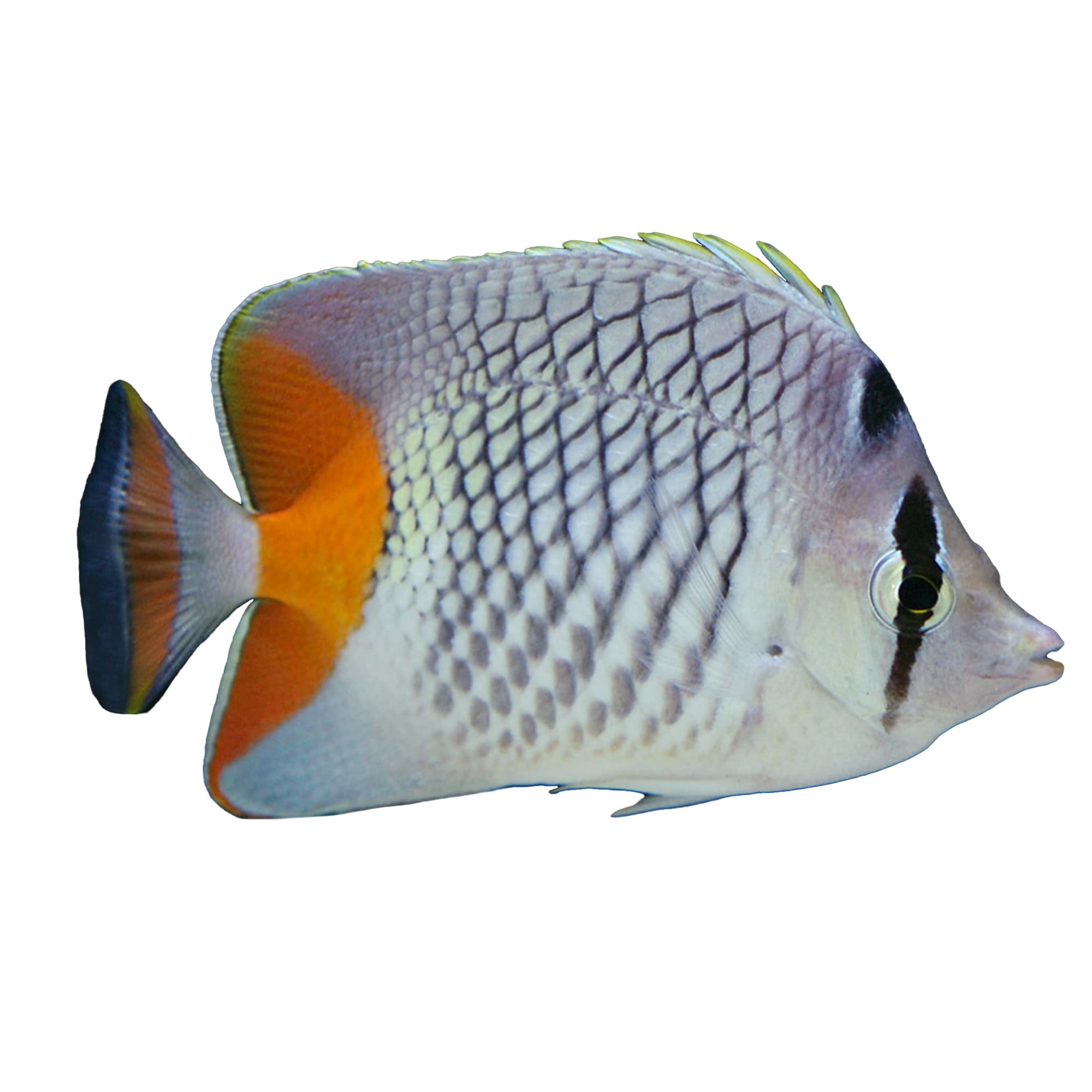 Aquarium Fish Tank Fish Nets Catch - Tropical Coldwater Marine - 3 / 6 /  9