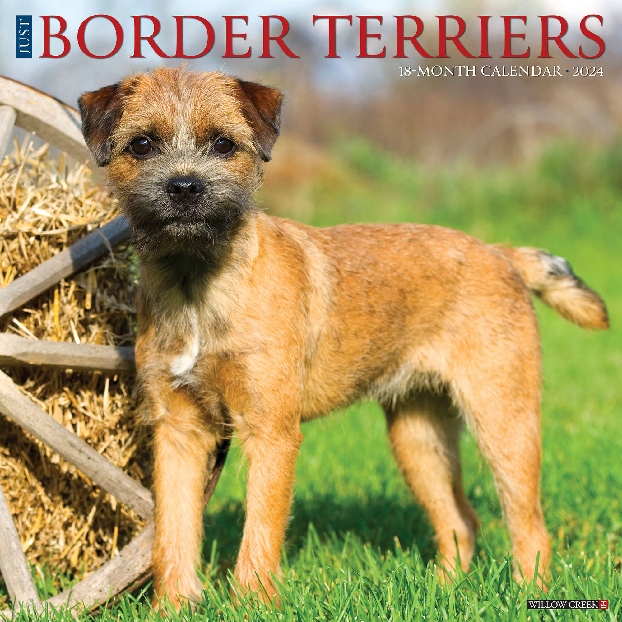 Willow Creek Press Just Border Terriers 2024 Wall Calendar, 12" L X 12