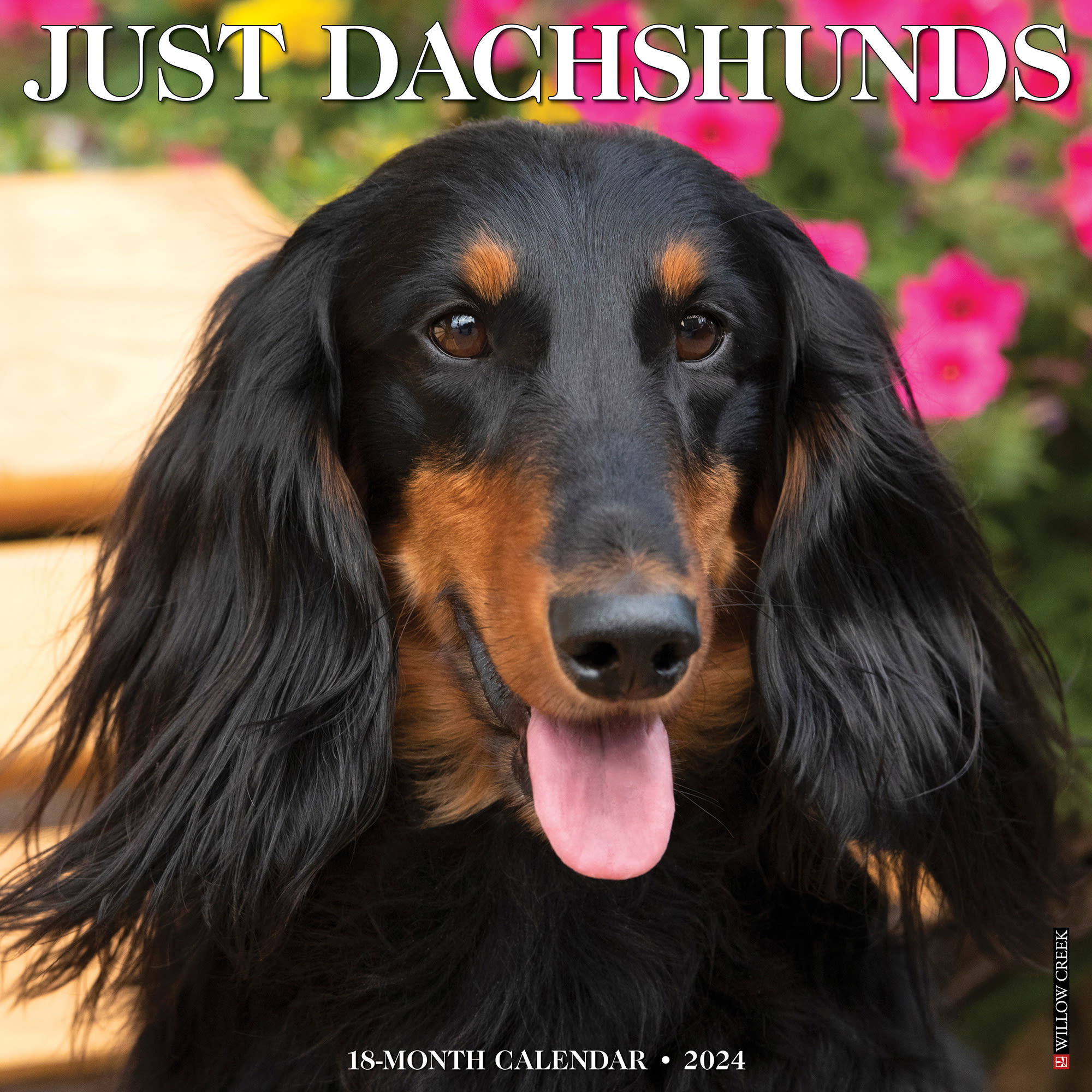 Dry creek hot sale dachshunds