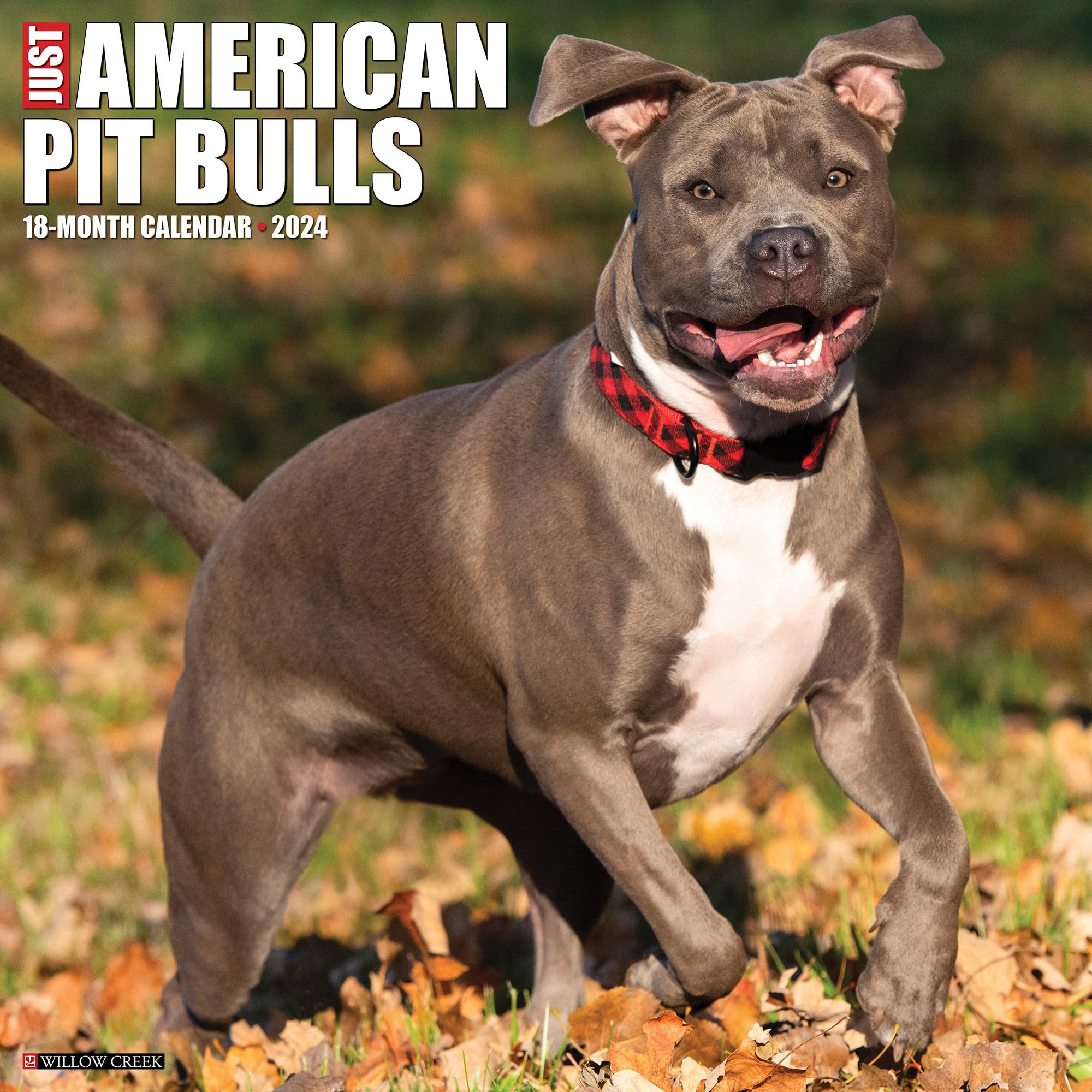 Willow Creek Press Just American Pit Bull Terriers 2024 Wall Calendar, 12" L X 12" W, Large Petco