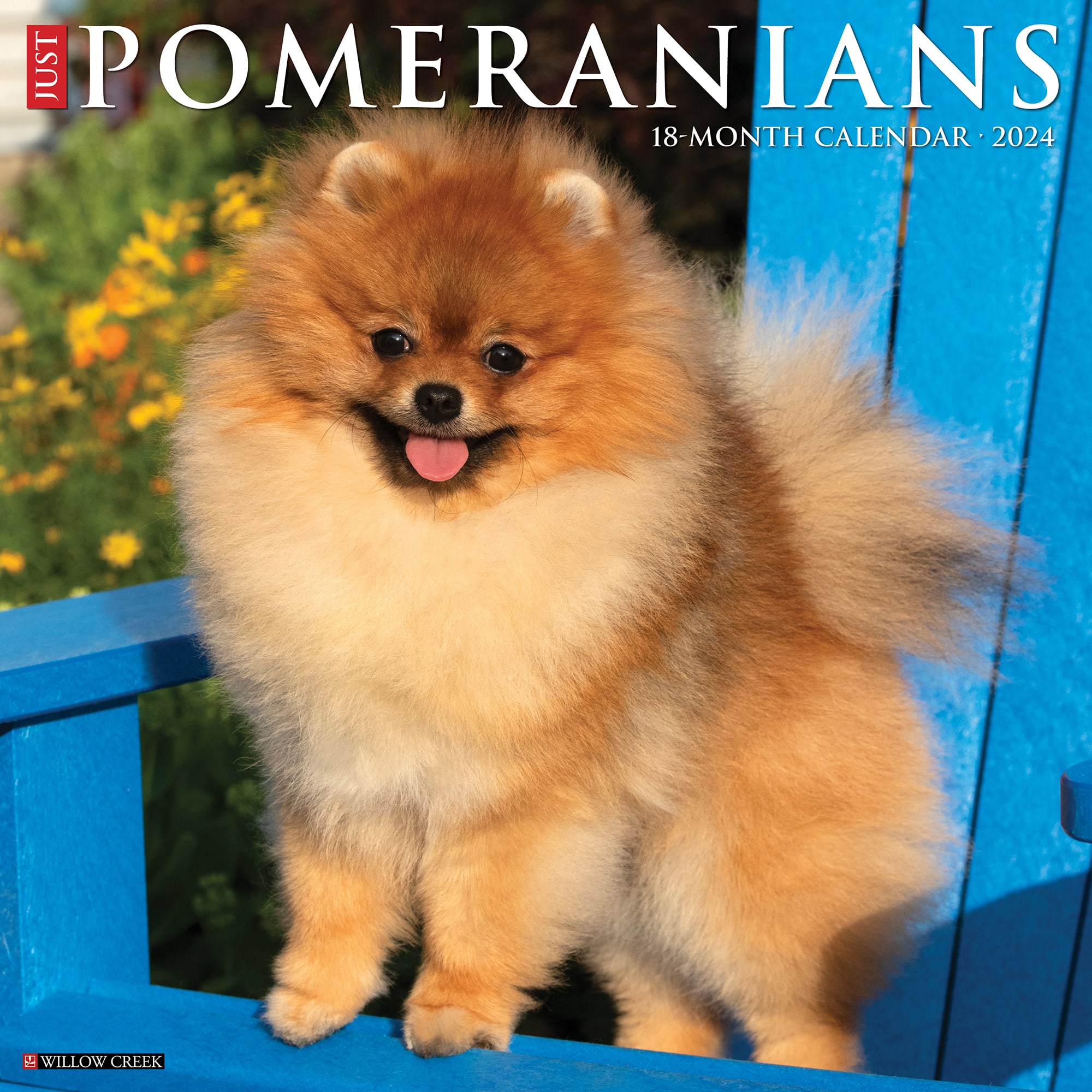 Willow Creek Press Just Pomeranians 2024 Wall Calendar 12 L X 12 W   3860778 Center 1