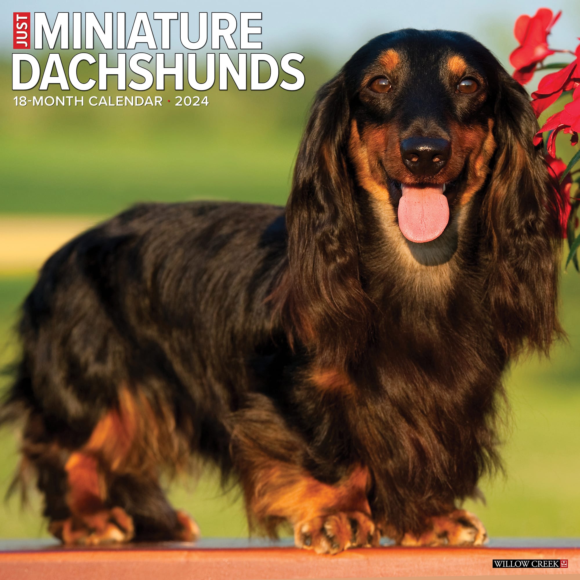 Willow Creek Press Just Miniature Dachshunds 2024 Wall Calendar 12 L   3860815 Center 1