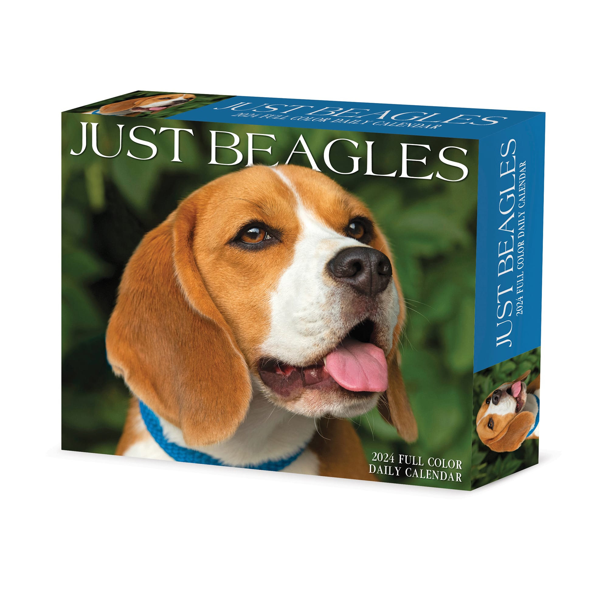 Willow Creek Press Beagles 2024 Box Calendar 6 2 L X 5 4 W Large   3861252 Center 1