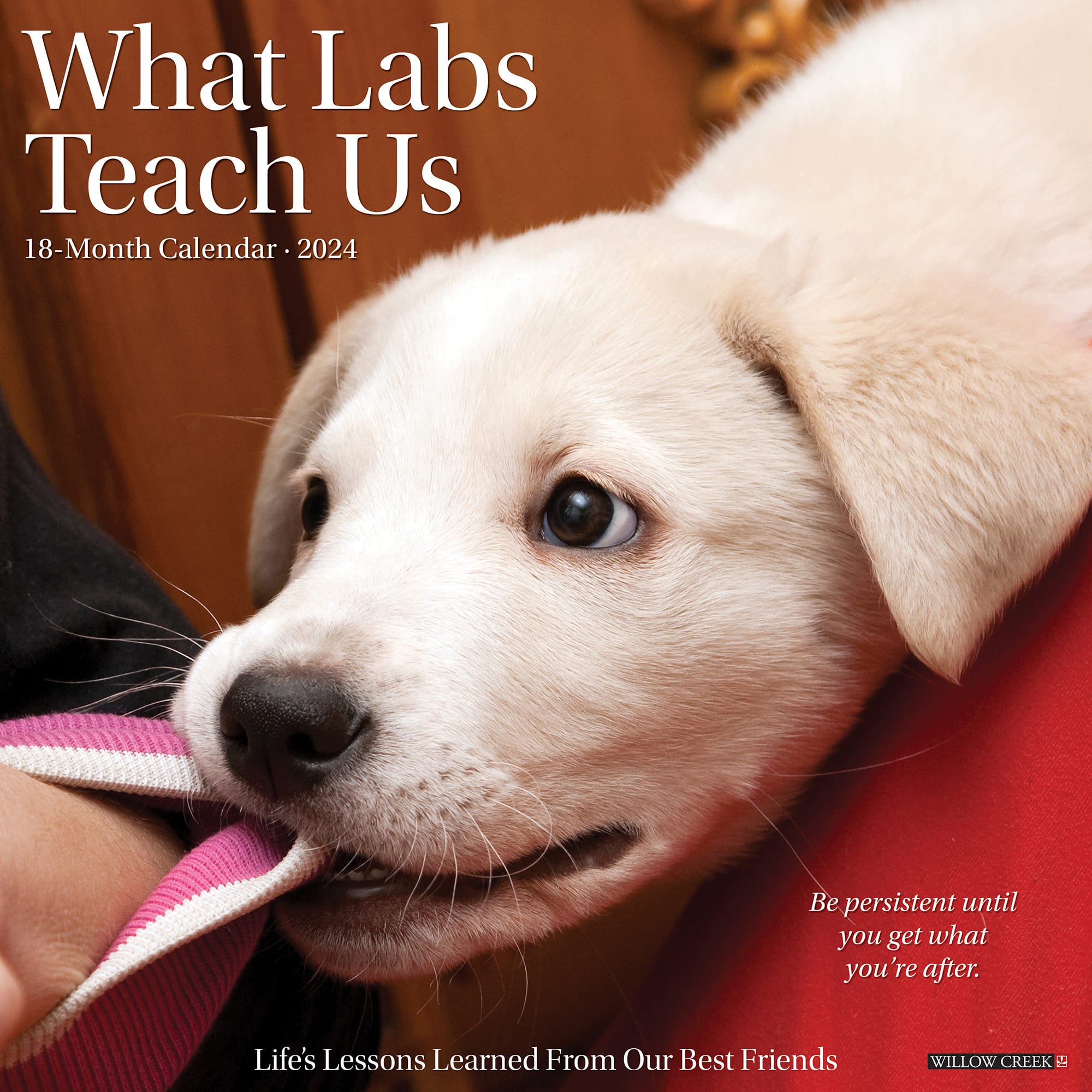 Willow Creek Press What Labs Teach Us 2024 Wall Calendar, 12" L X 12" W