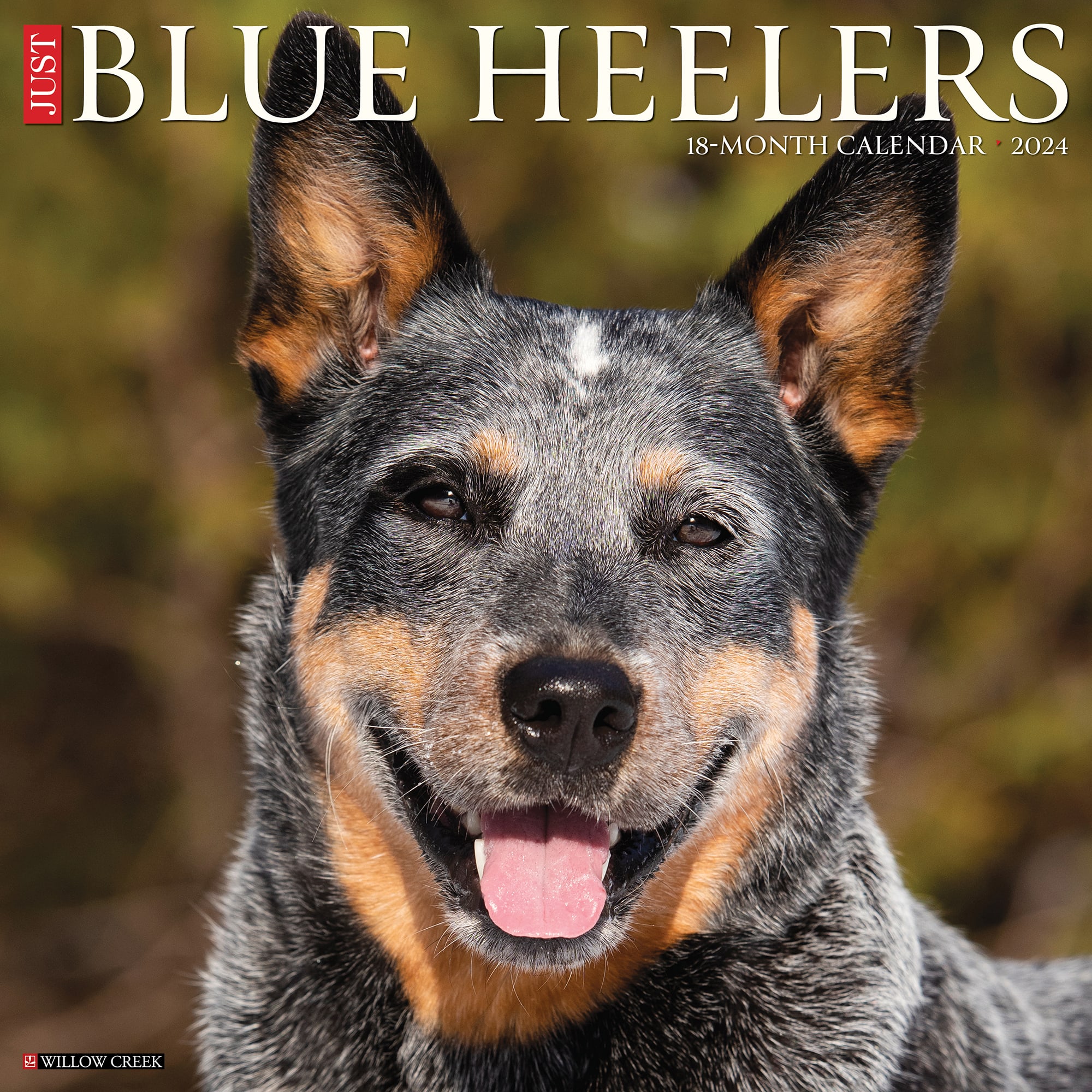 Willow Creek Press Just Blue Heelers 2024 Wall Calendar, 12" L X 12" W