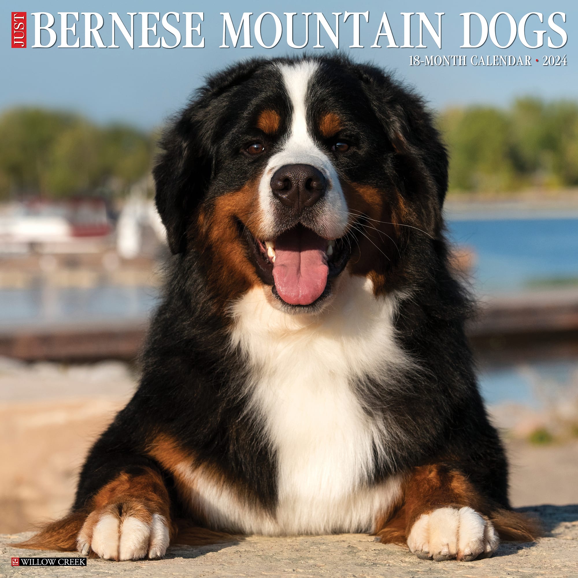 Willow Creek Press Just Bernese Mountain Dog 2024 Wall Calendar 12 L   3862044 Center 1