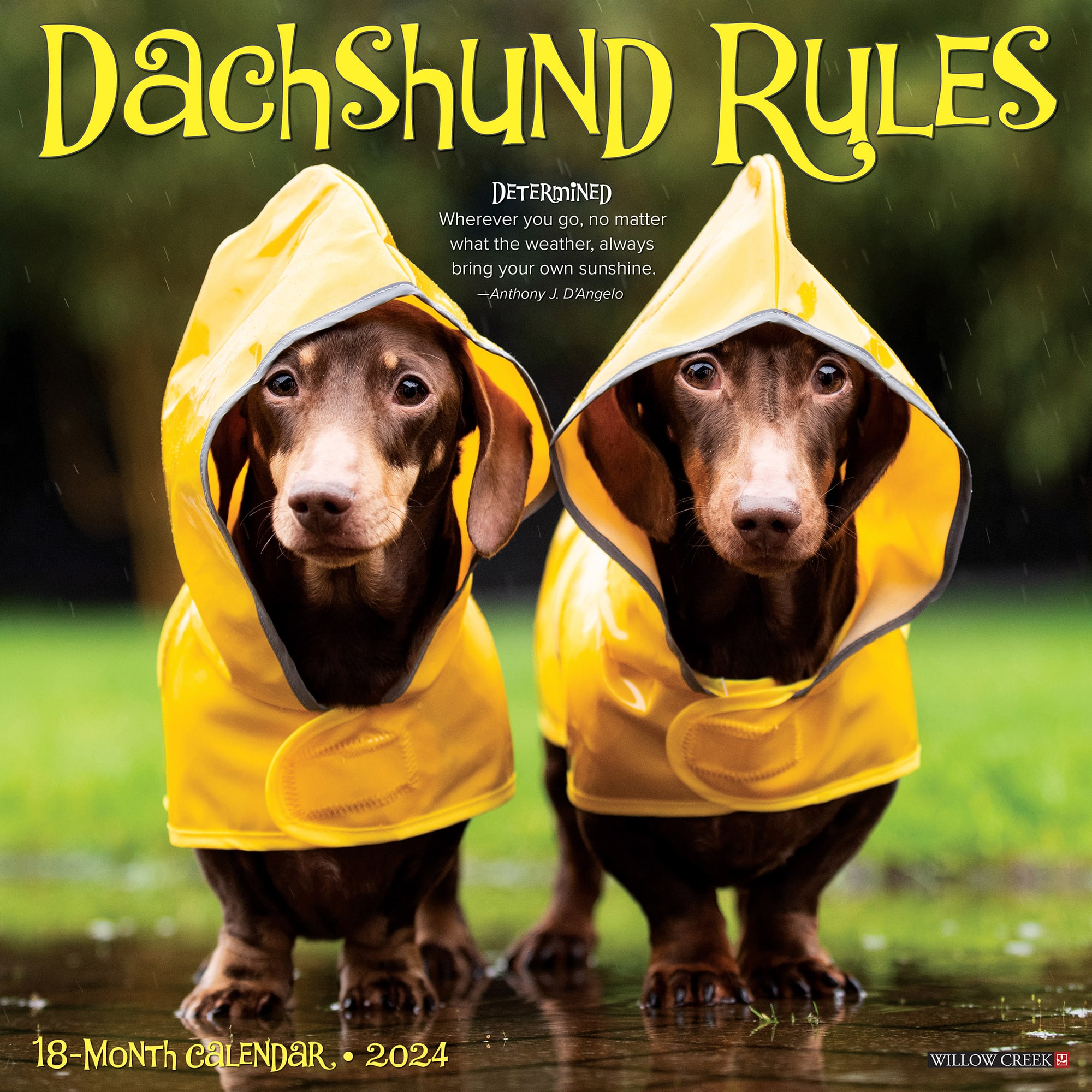 Willow Creek Press Dachshund Rules 2024 Wall Calendar, 12" L X 12" W