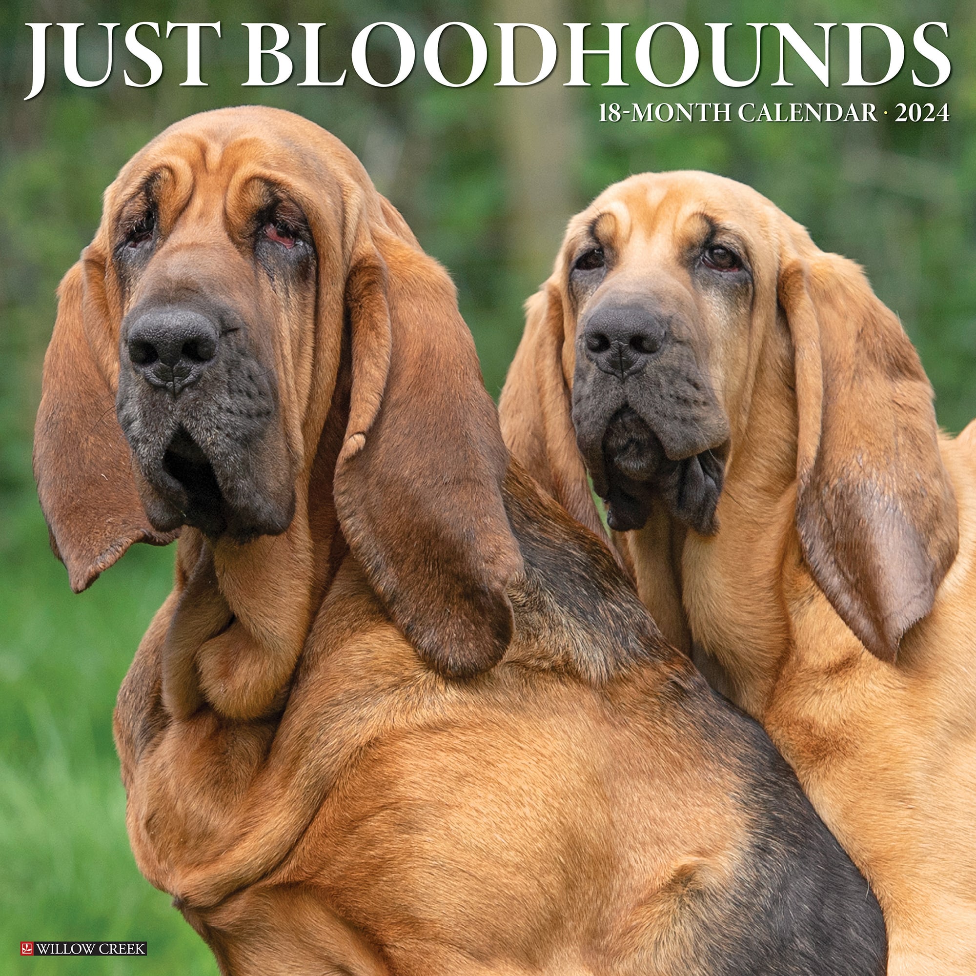 Willow Creek Press Just Bloodhounds 2024 Wall Calendar, 12" L X 12" W