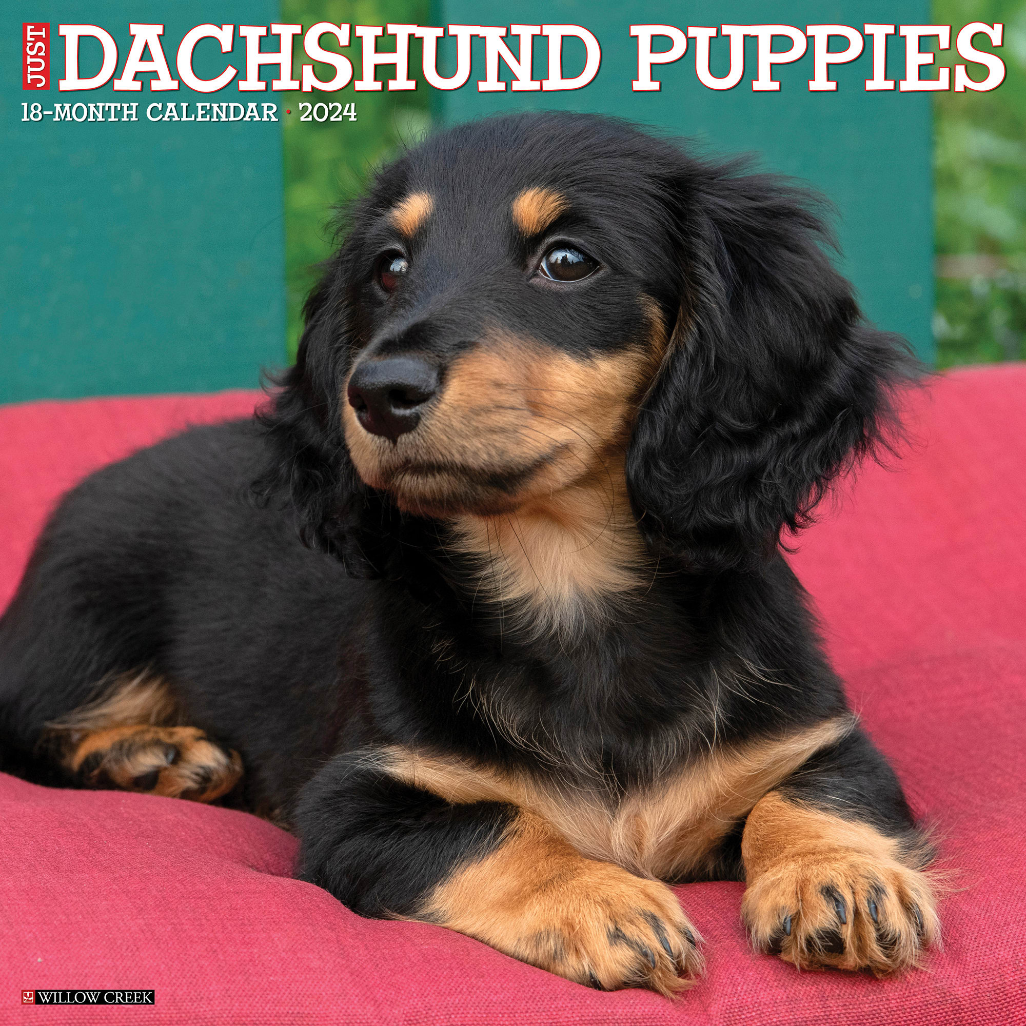 Willow Creek Press Just Dachshund Puppies 2024 Wall Calendar, 12" L X