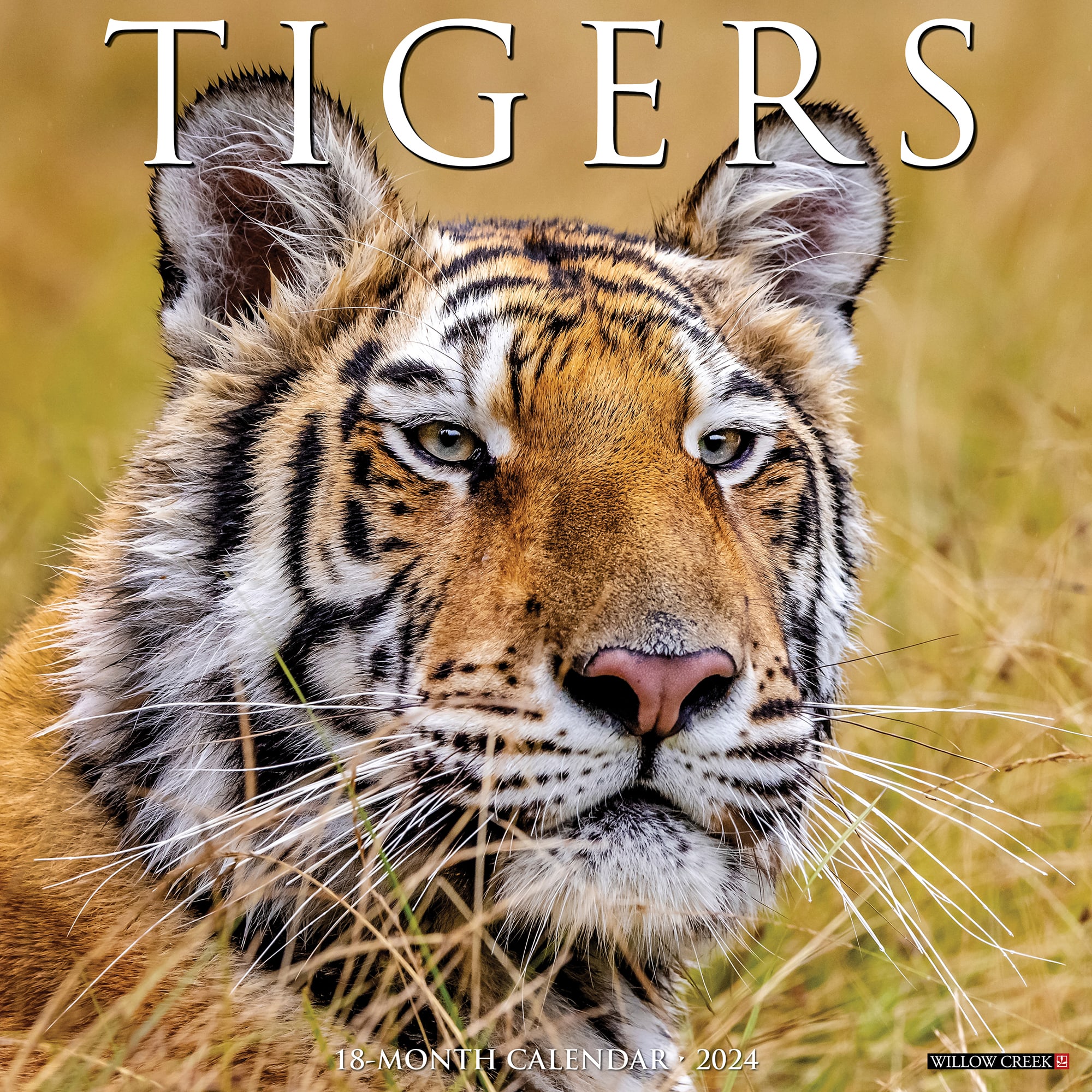 Willow Creek Press 2024 Tigers Wall Calendar 12x12