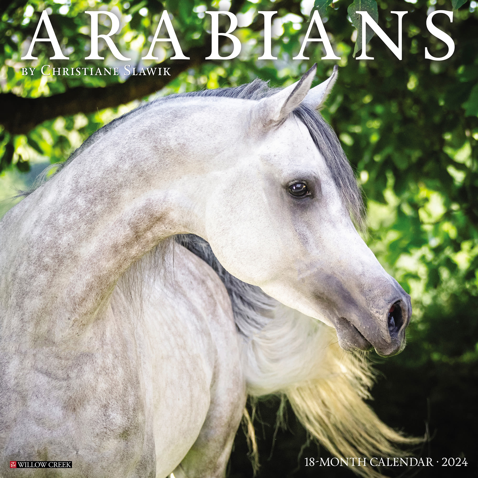 Willow Creek Press Arabians 2024 Wall Calendar 12 L X 12 W Large   3862669 Center 1