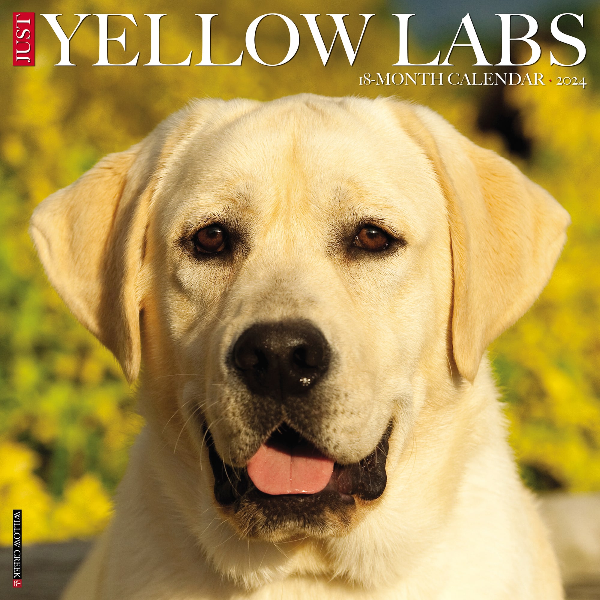 Willow Creek Press Just Yellow Labs 2024 Wall Calendar, 12" L X 12" W