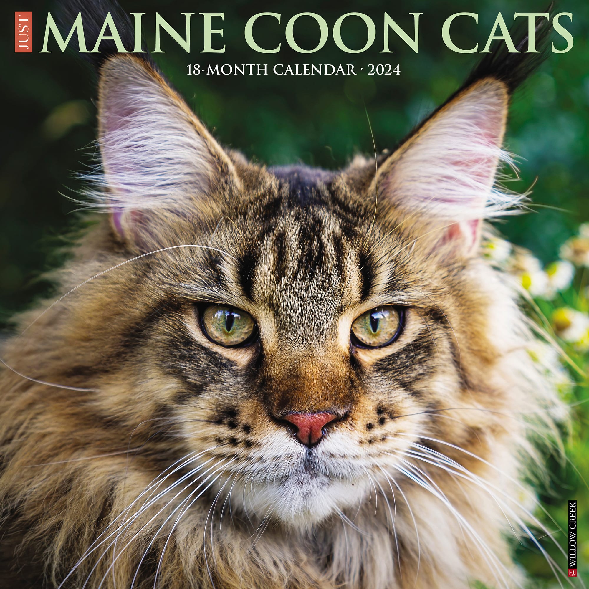 Willow Creek Press Just Maine Coon Cats 2024 Wall Calendar 12 L X 12   3862984 Center 1