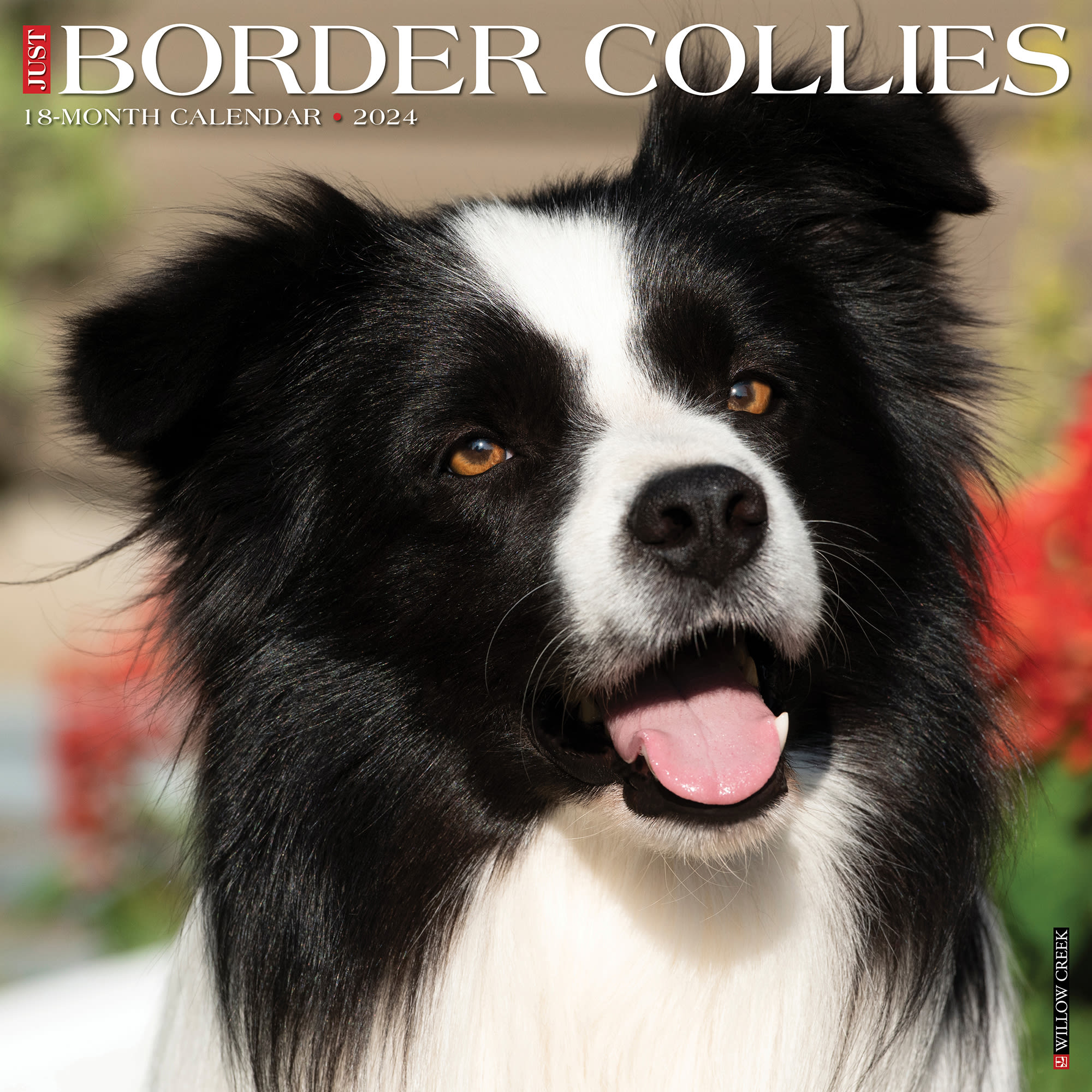 Willow Creek Press Just Border Collies 2024 Wall Calendar, 12" L X 12