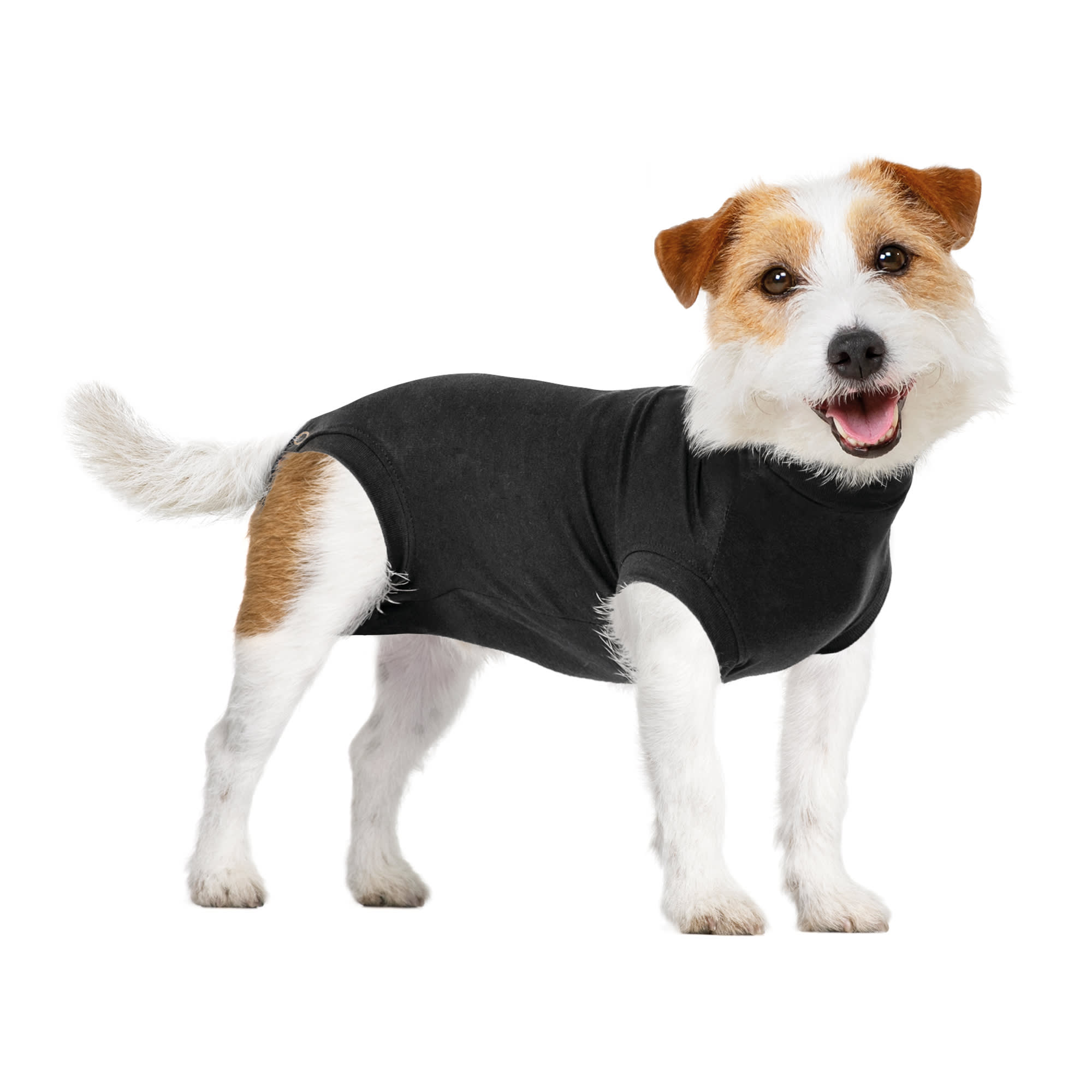 Suitical Recovery Suit for Dogs – The Pasl