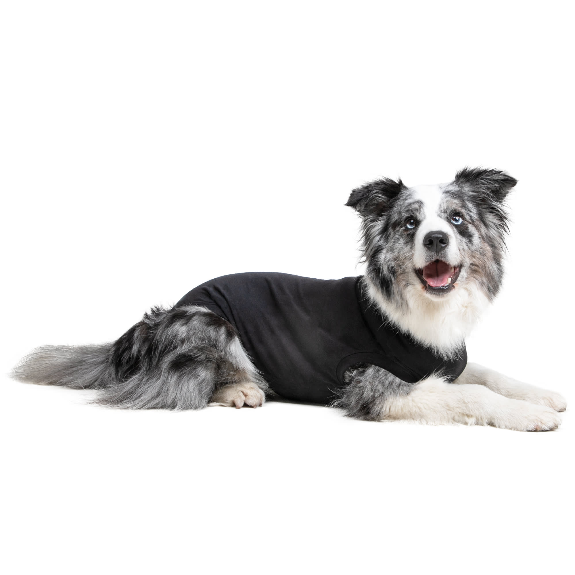 Dog recovery suit petco hotsell