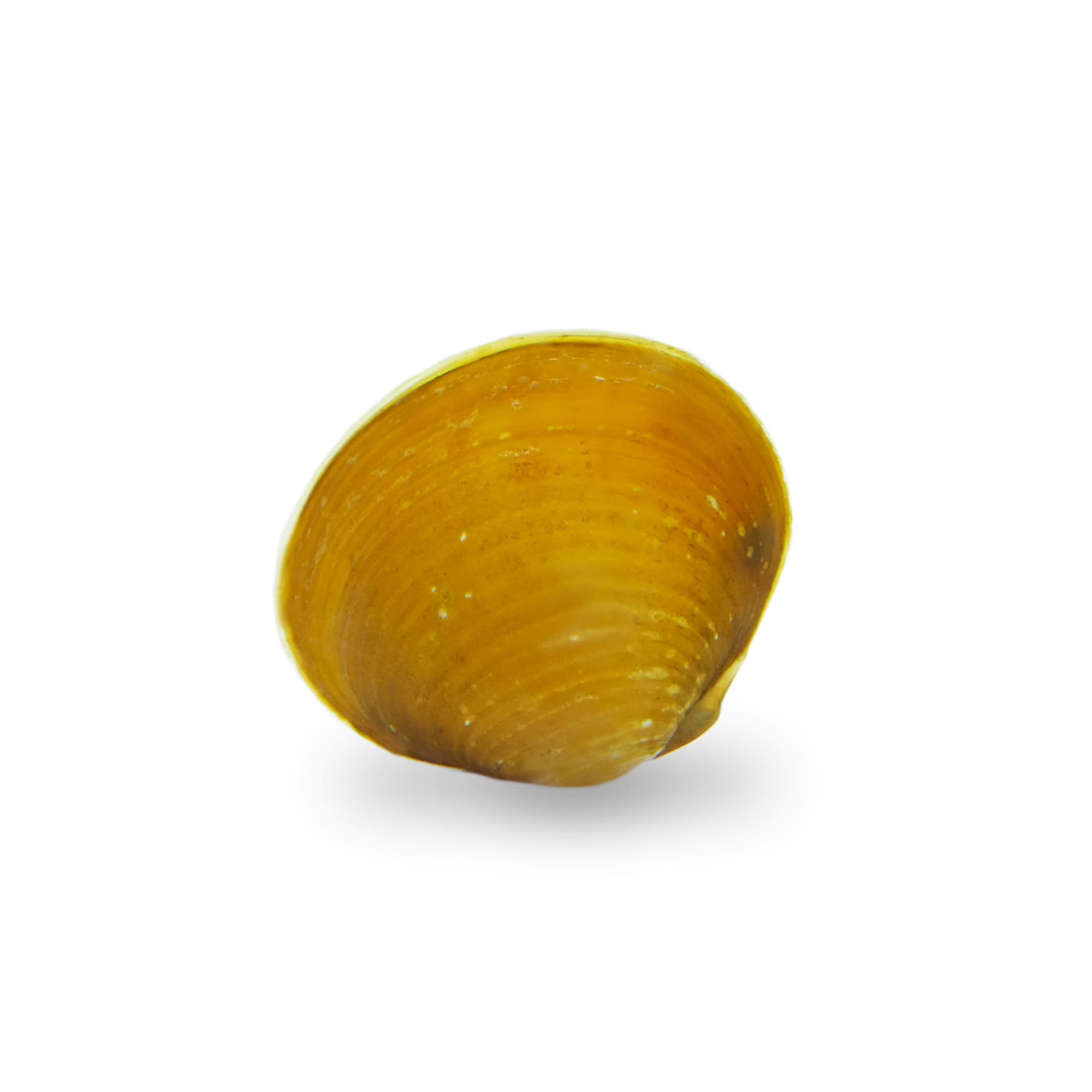 Clam