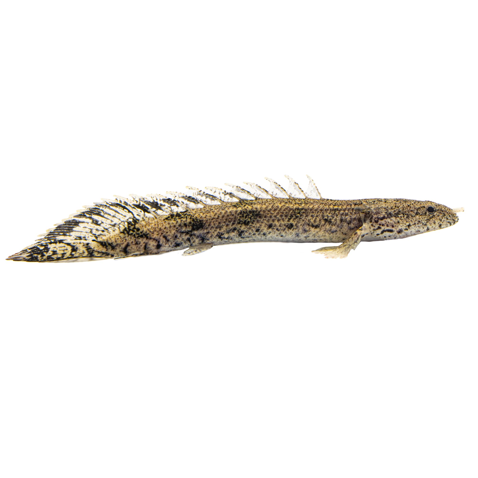 Bichir Fish Image