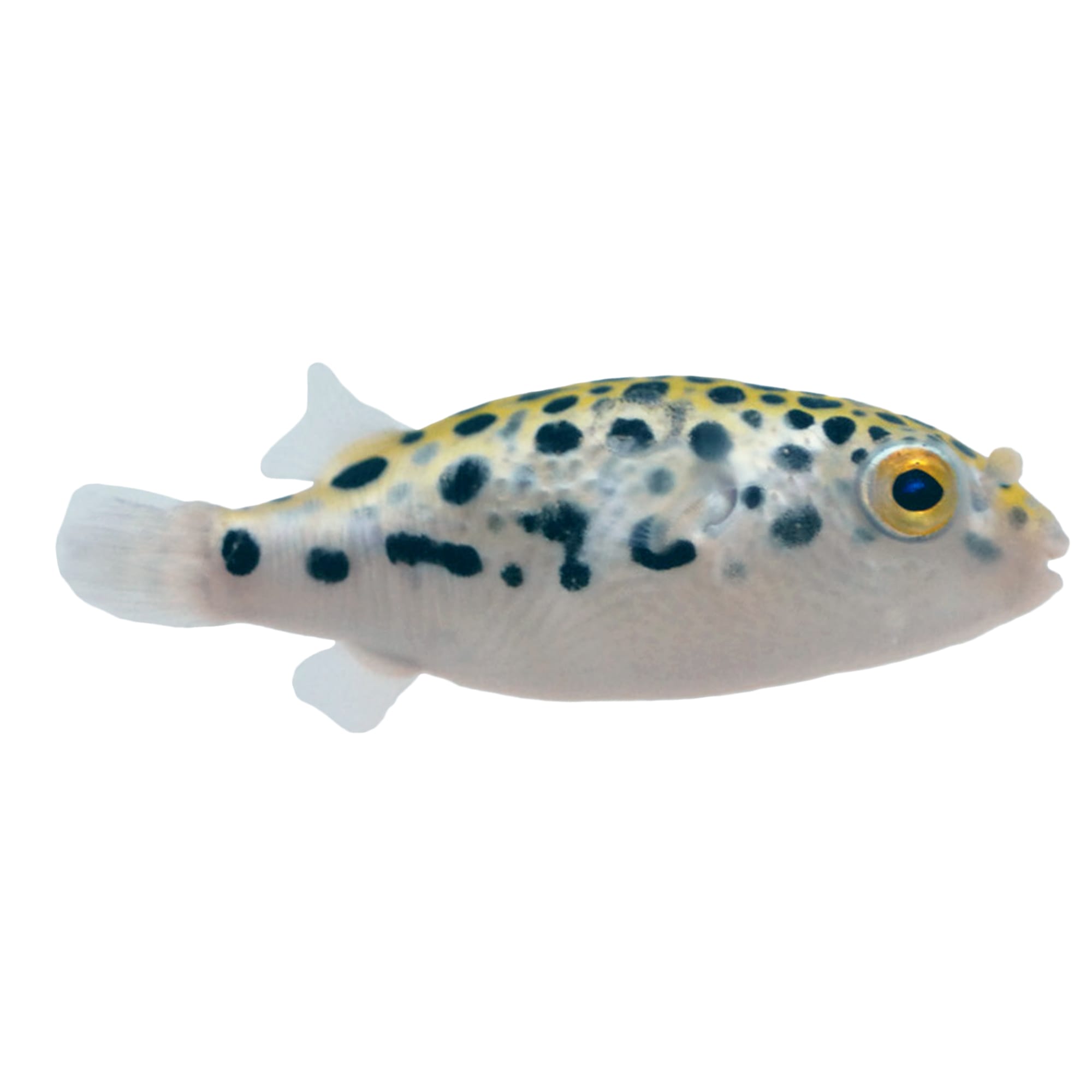 Freshwater hotsell puffer care