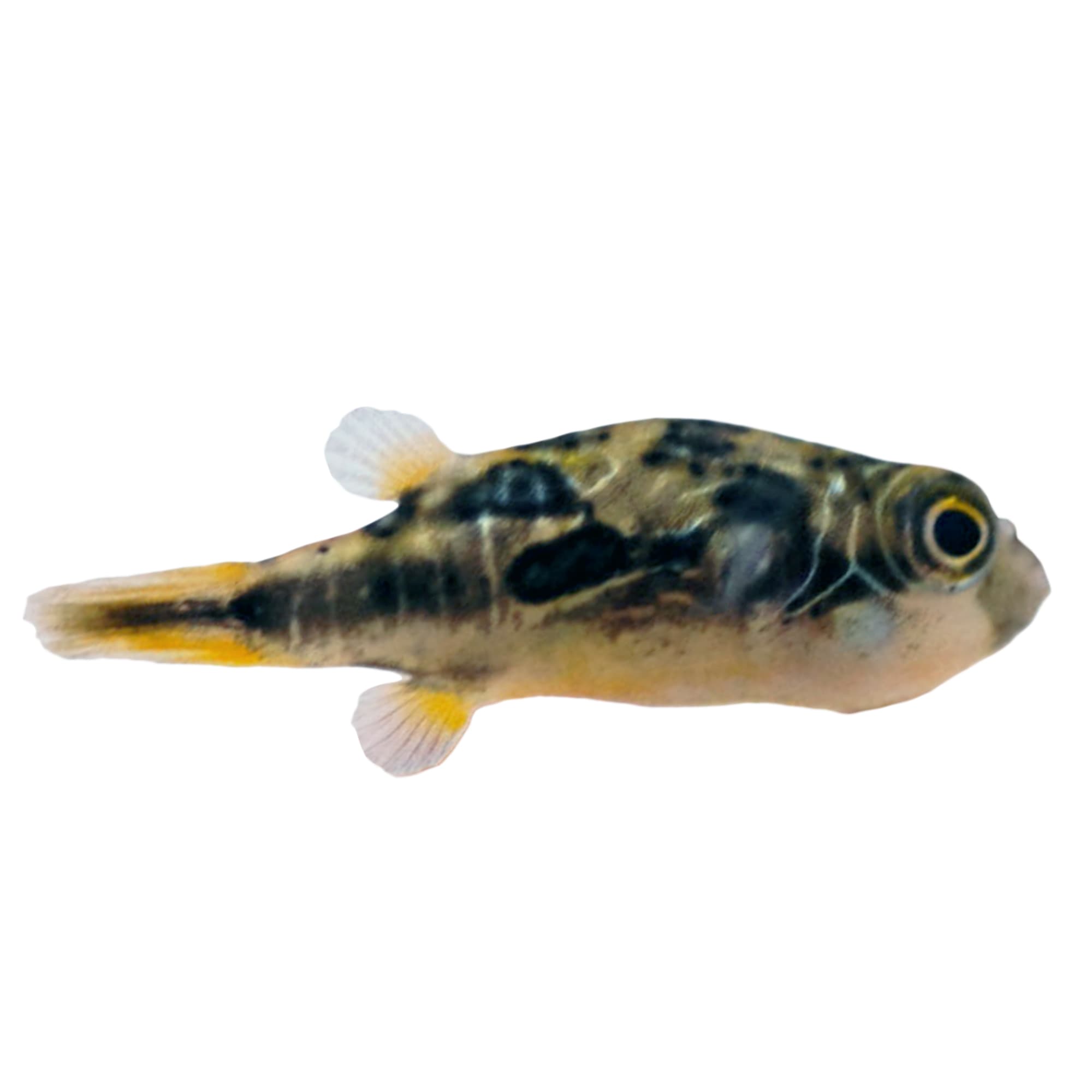 Freshwater dwarf puffer fish for clearance sale