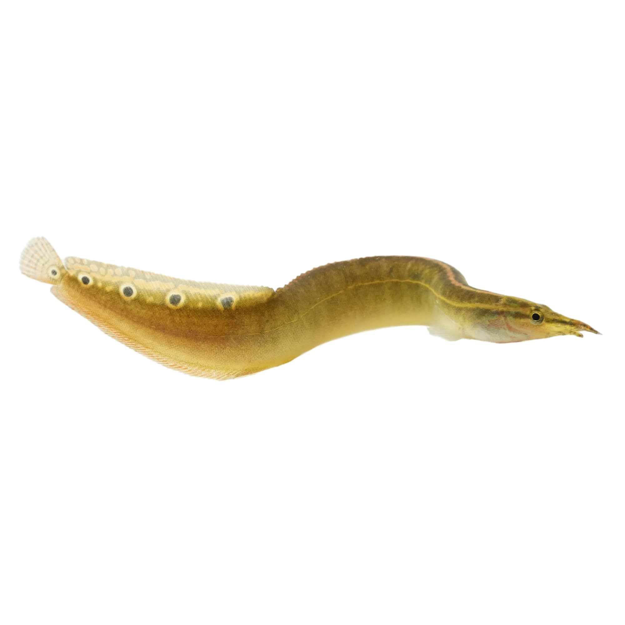 Peacock Eel For Sale | Petco