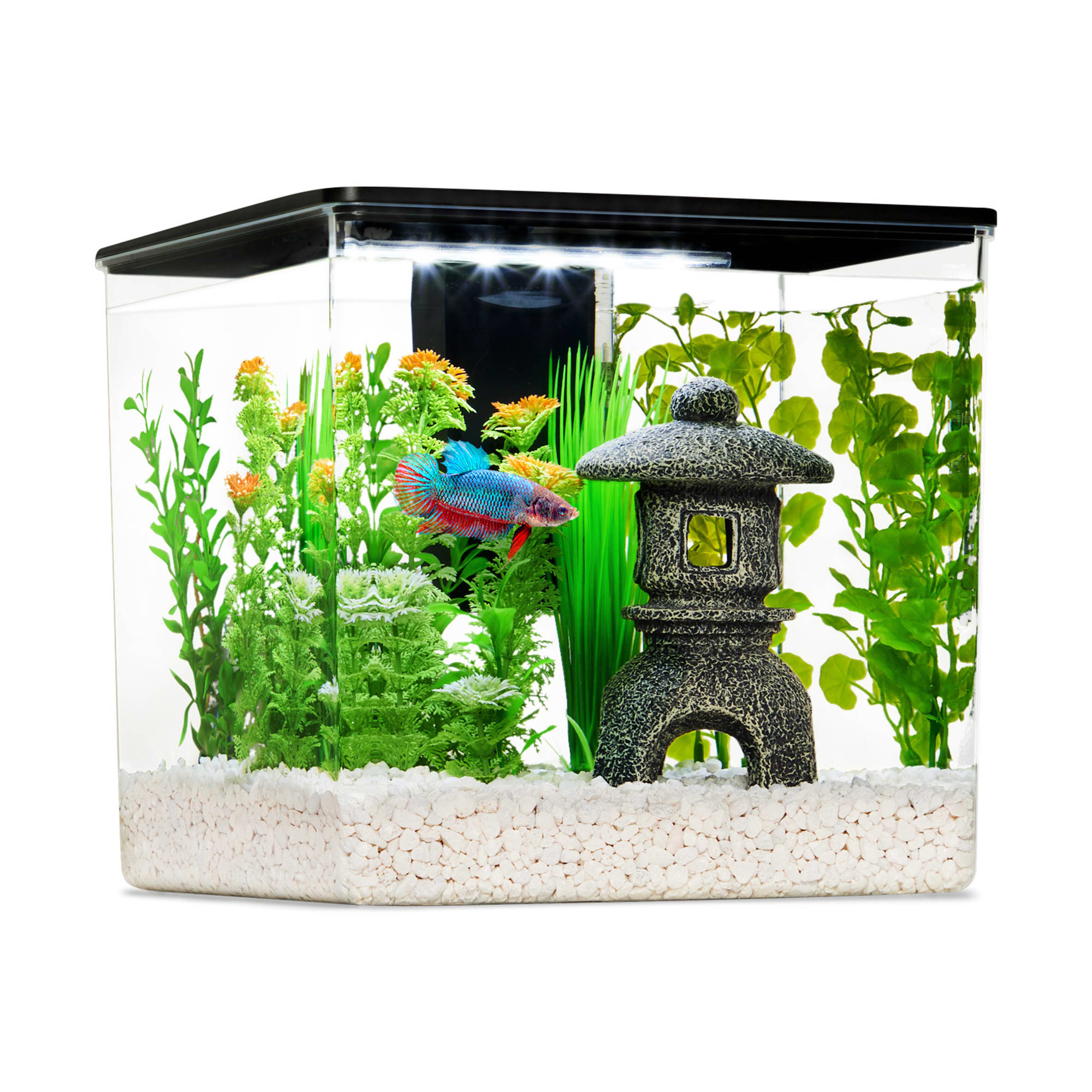 Goldfish in 2.5 gallon tank best sale