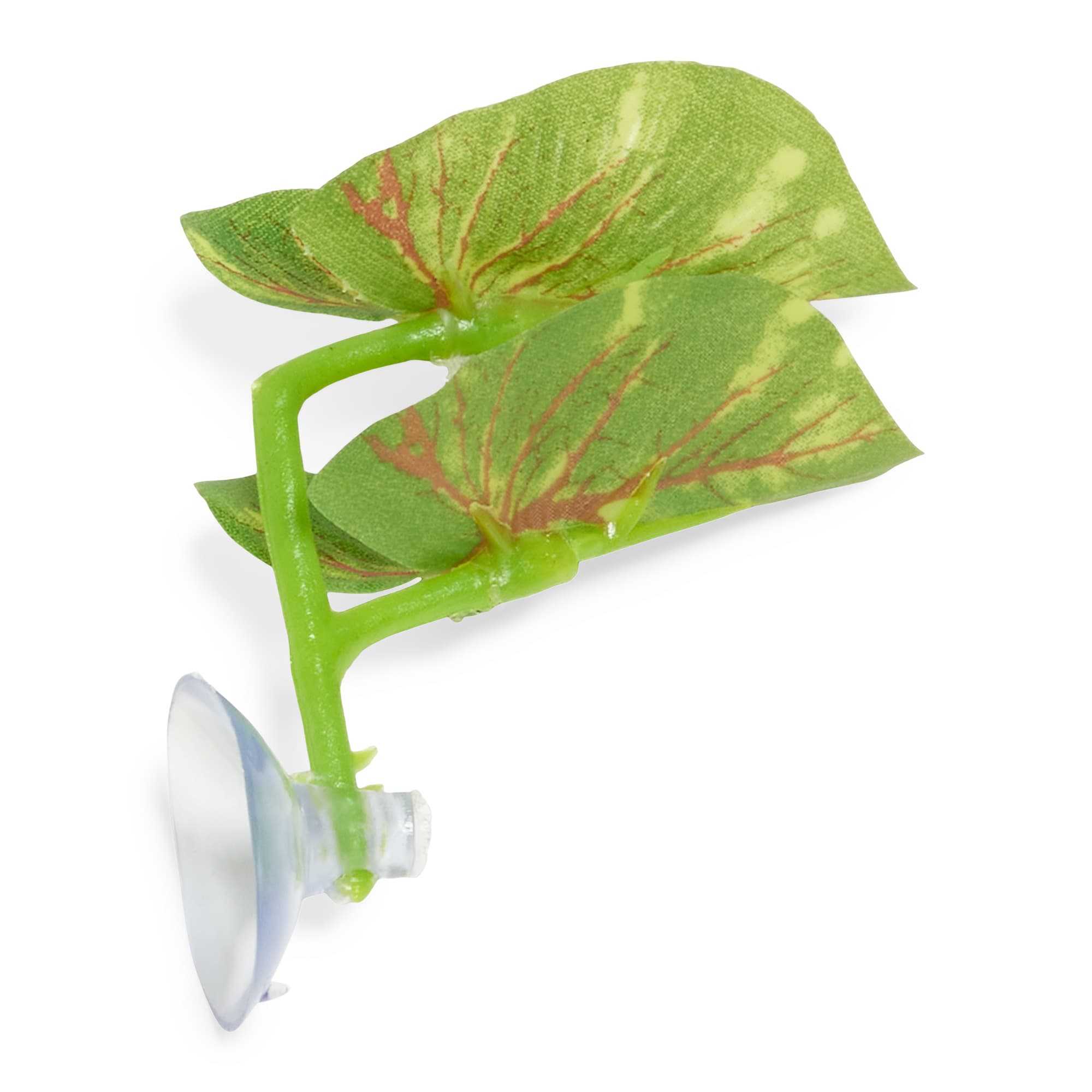 fungicide for plants BugHut Fungicide