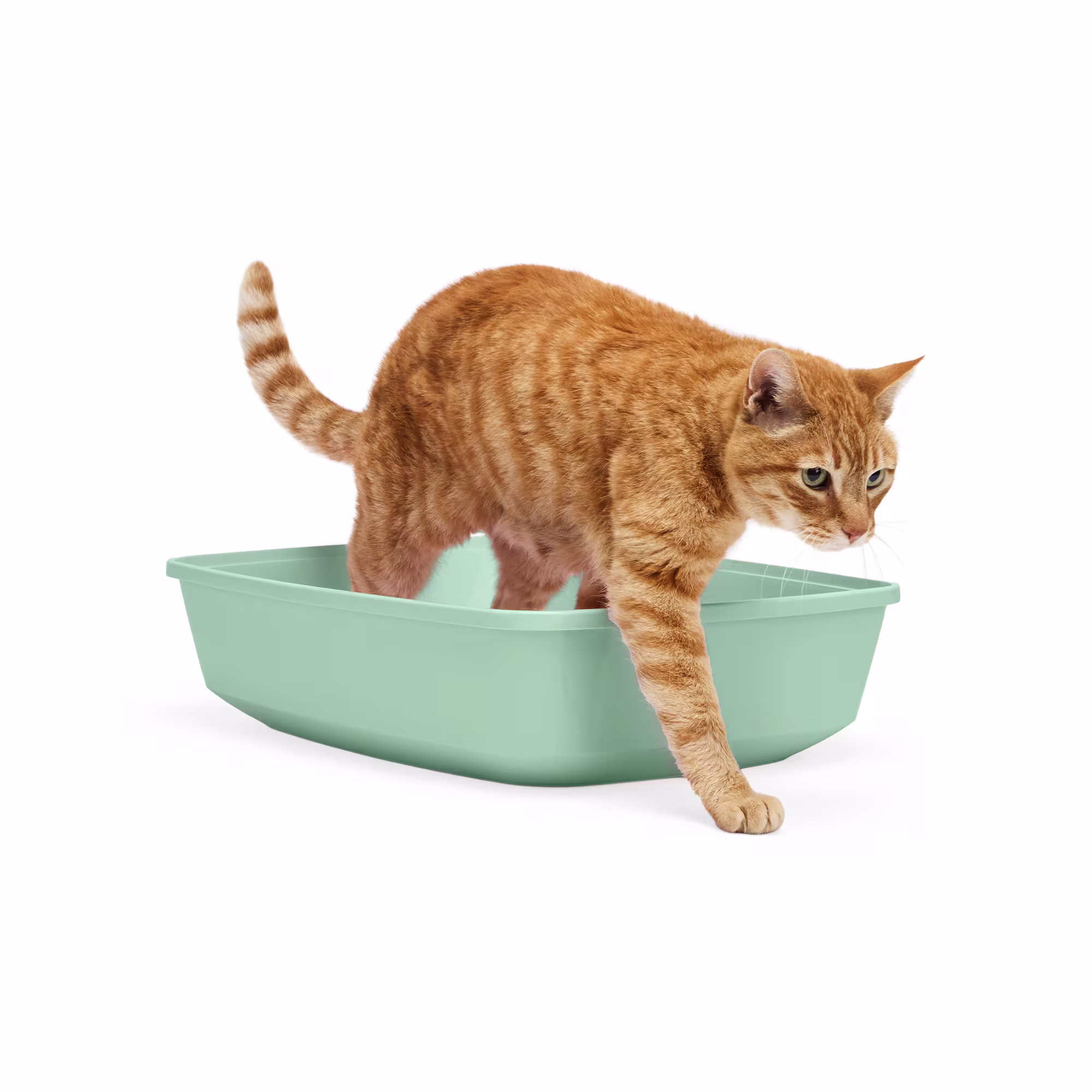 So Phresh Mint XL Cat Litter Box Durable & Spacious