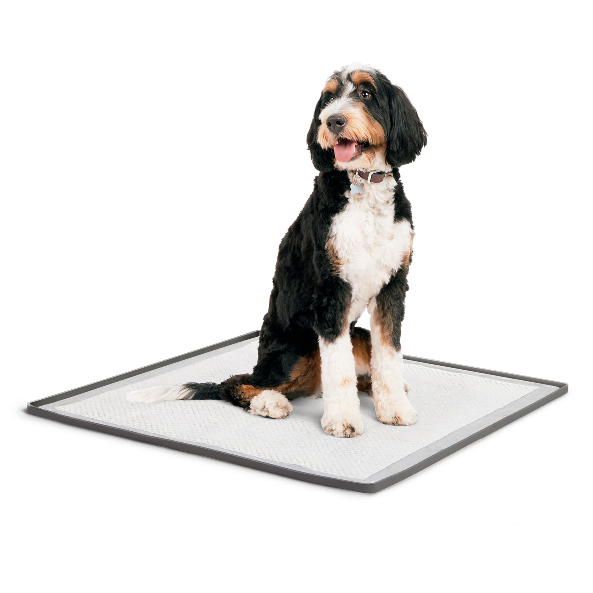 Potty pads petco best sale