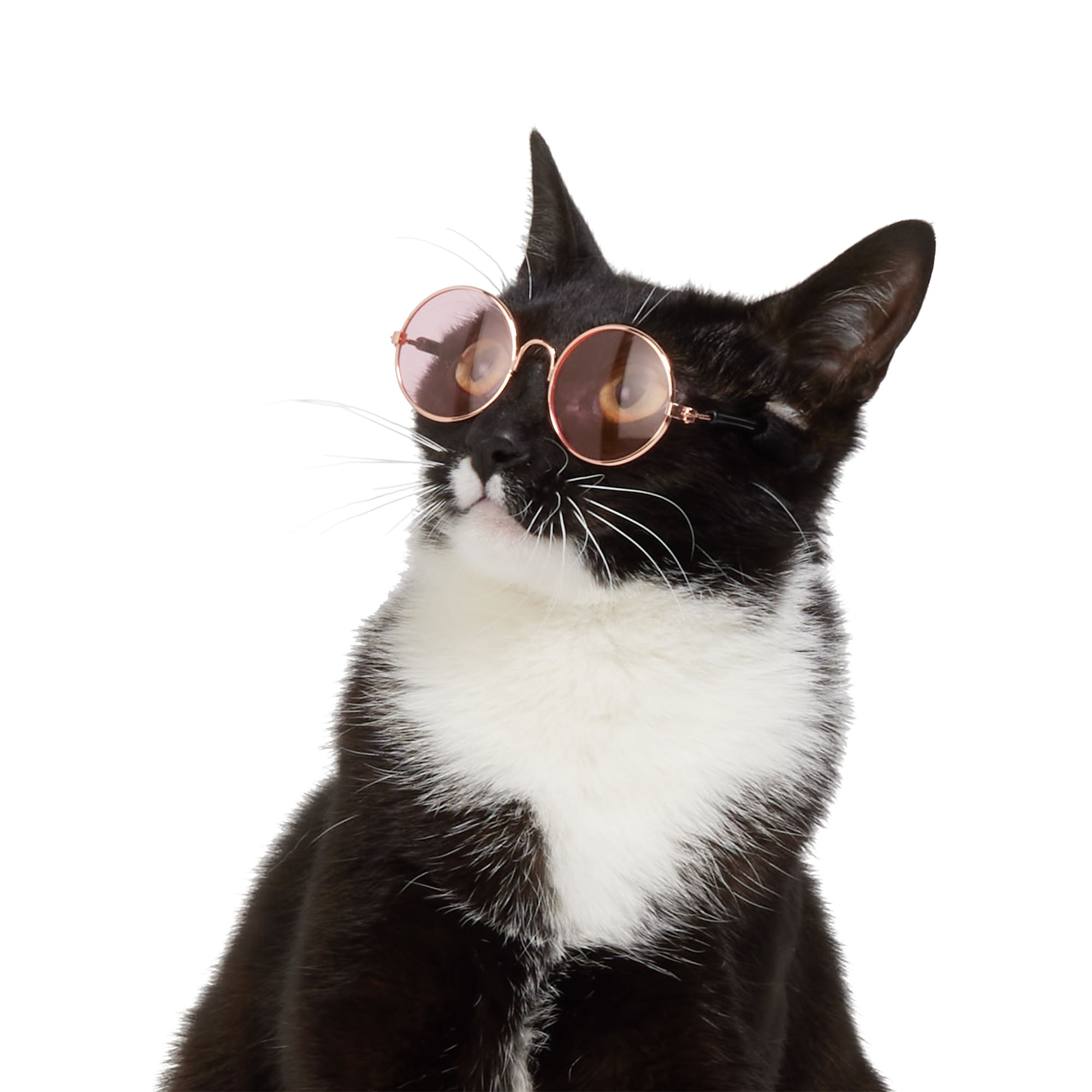 YOULY Prop Cat Glasses Petco