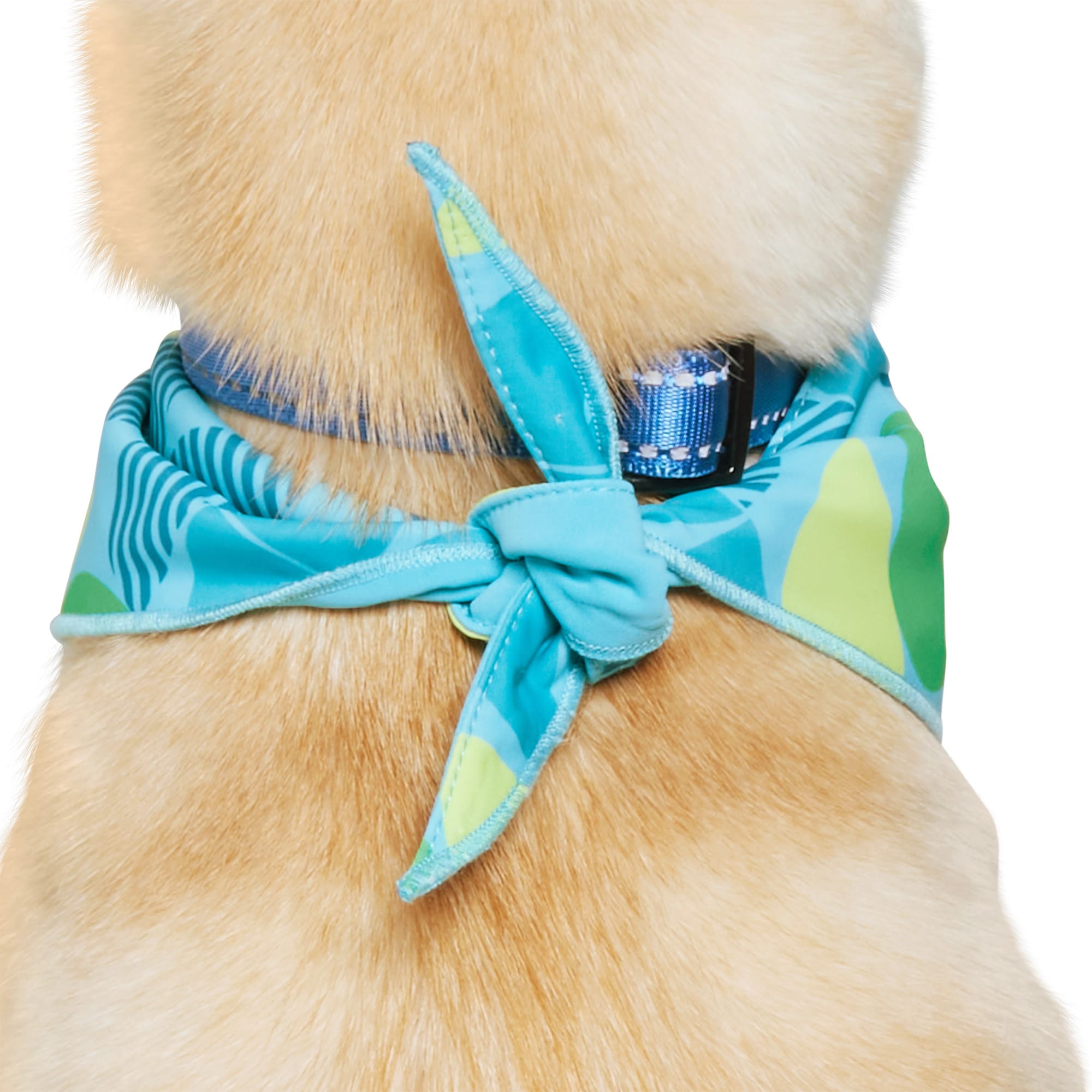 Petco dog bandanas best sale