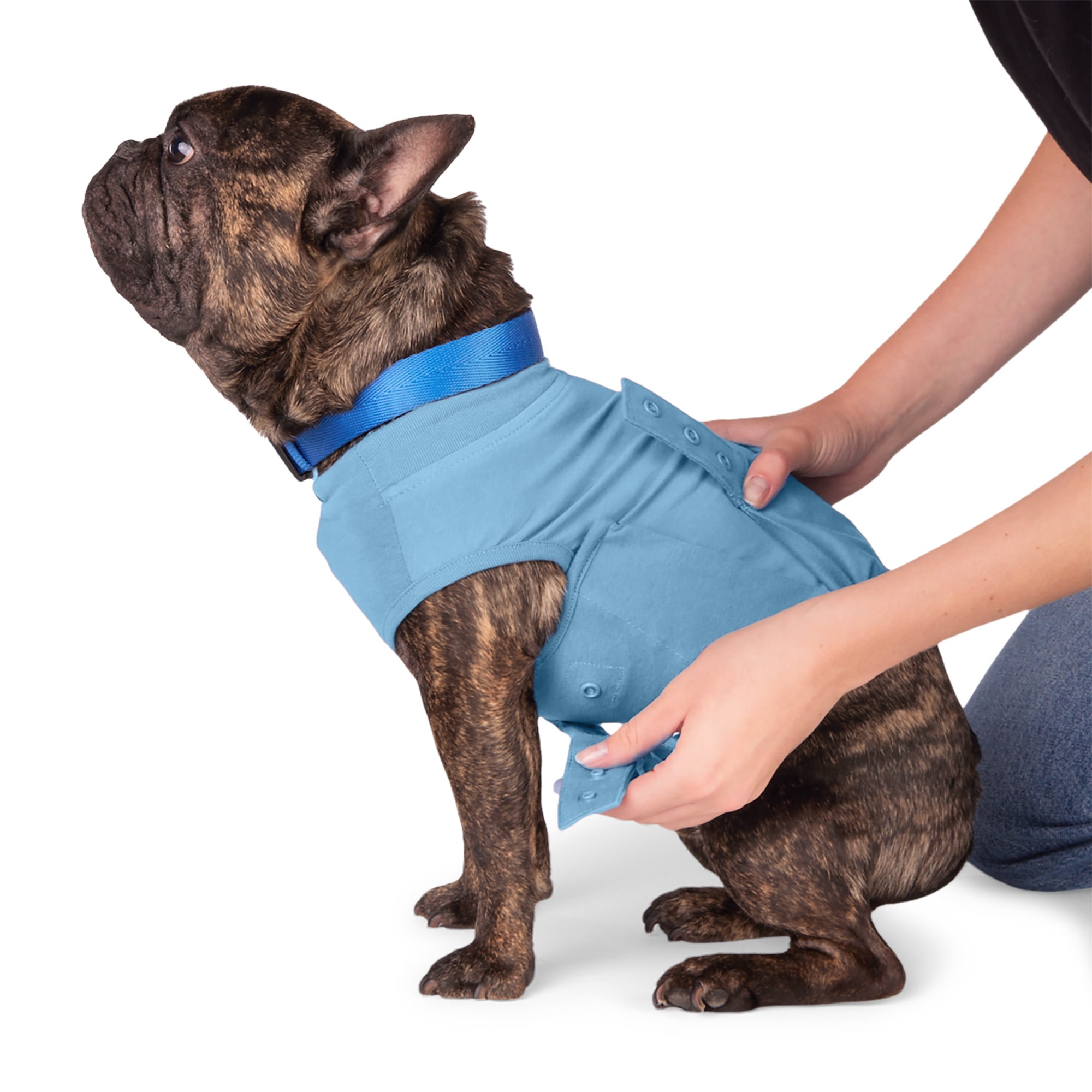 Dog recovery suit petco sales
