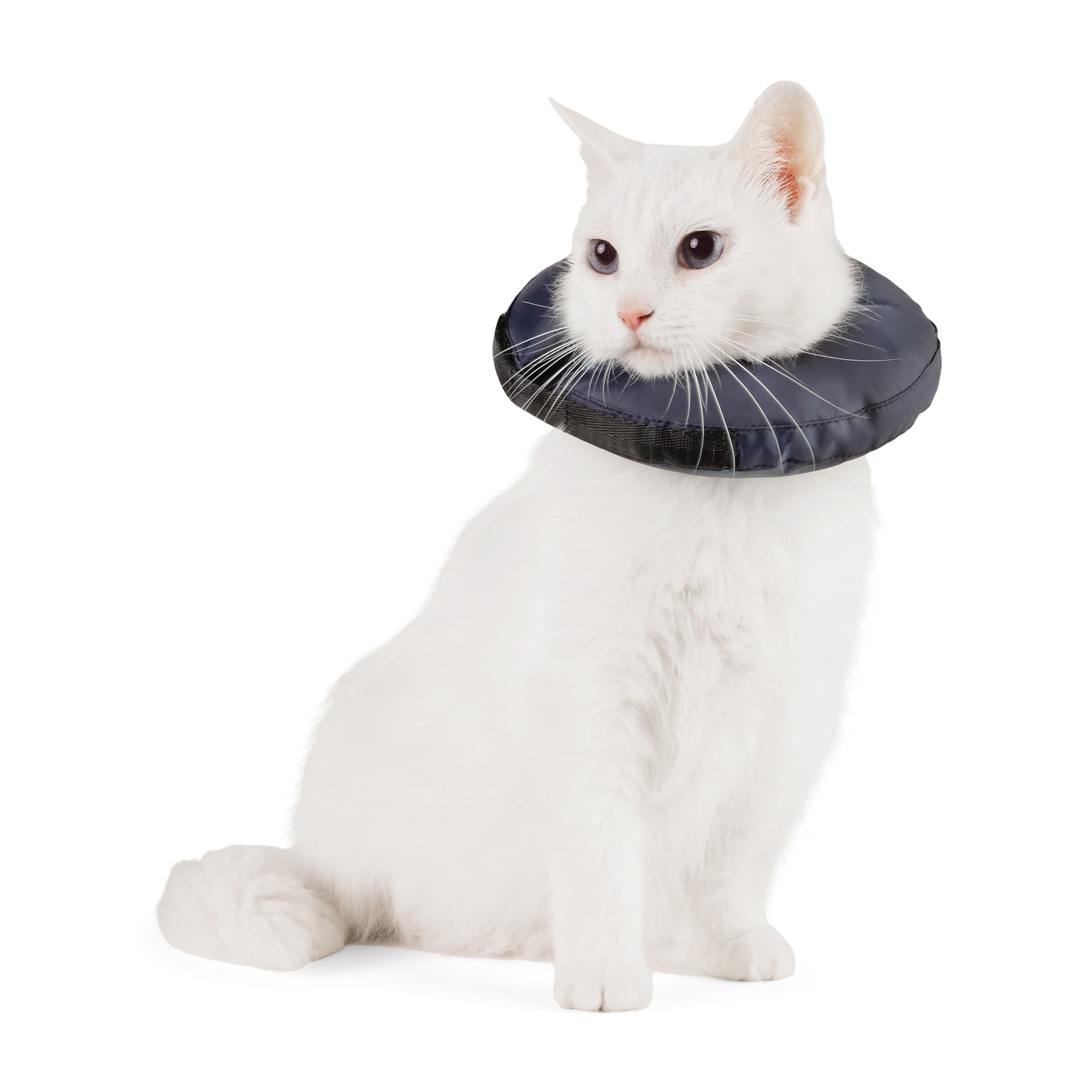 Cat hates collar best sale