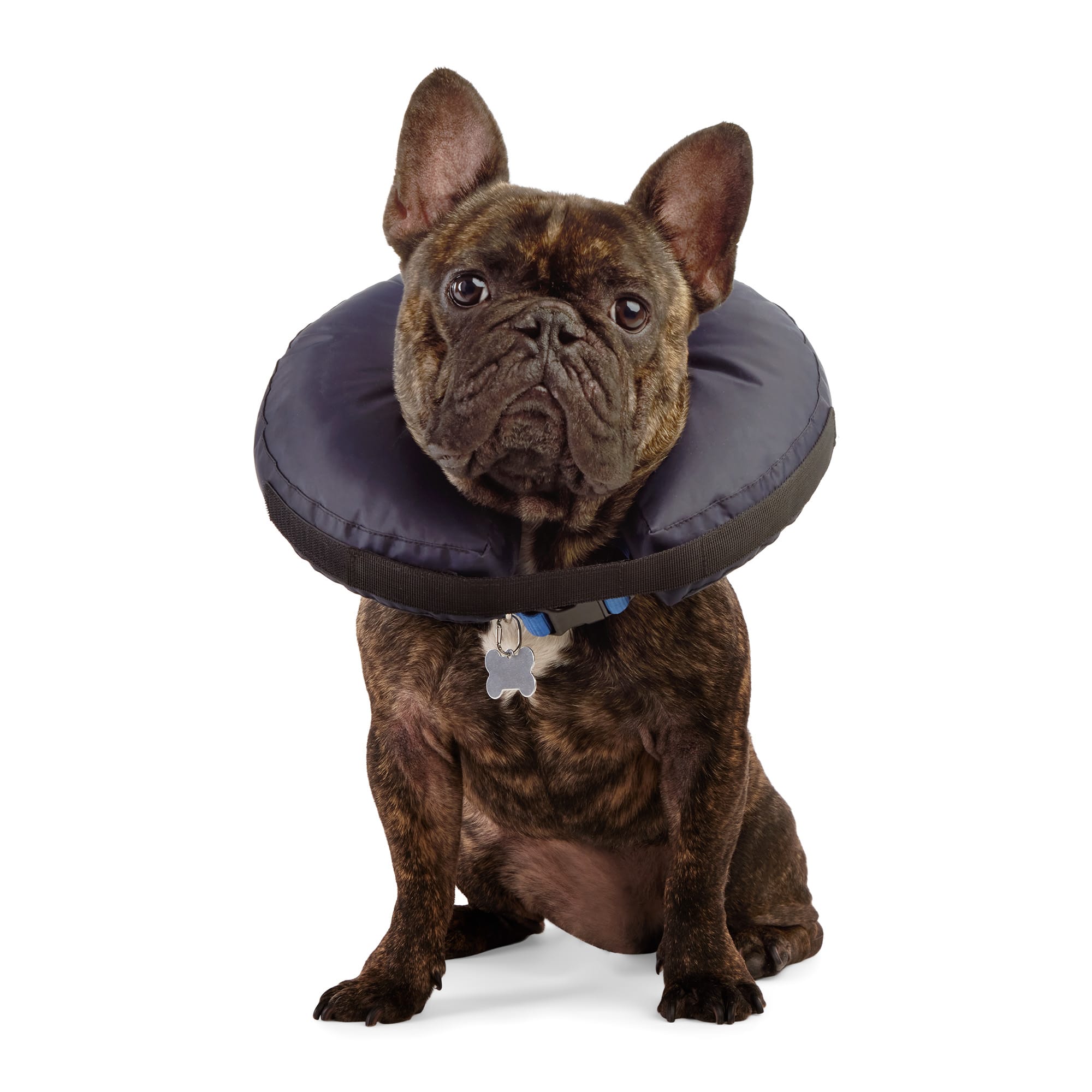 Dog cone petco best sale