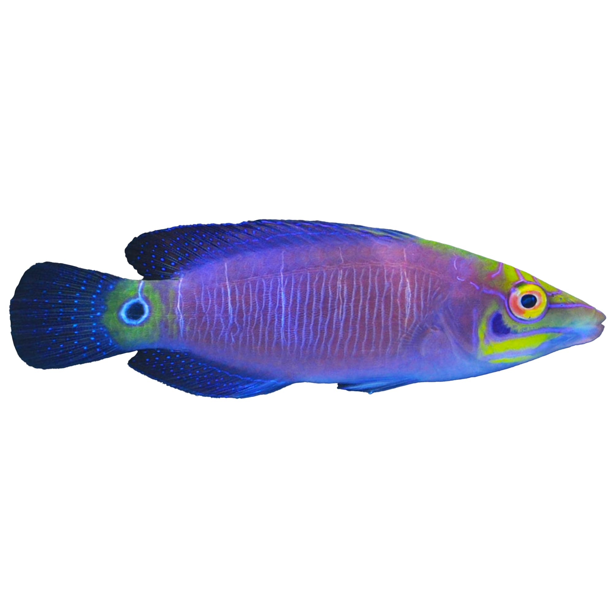 Mystery wrasse care best sale