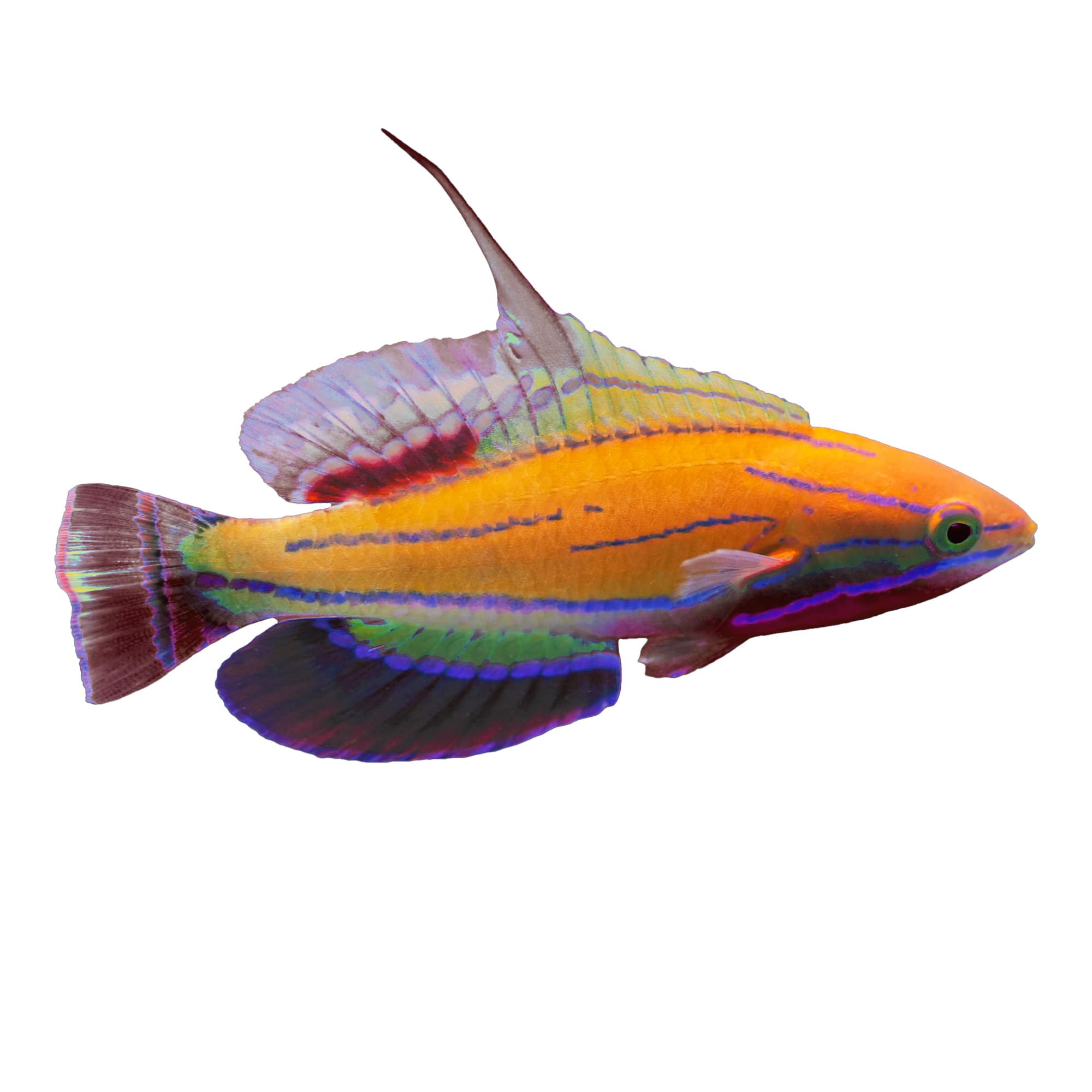 Petco marine fish hotsell