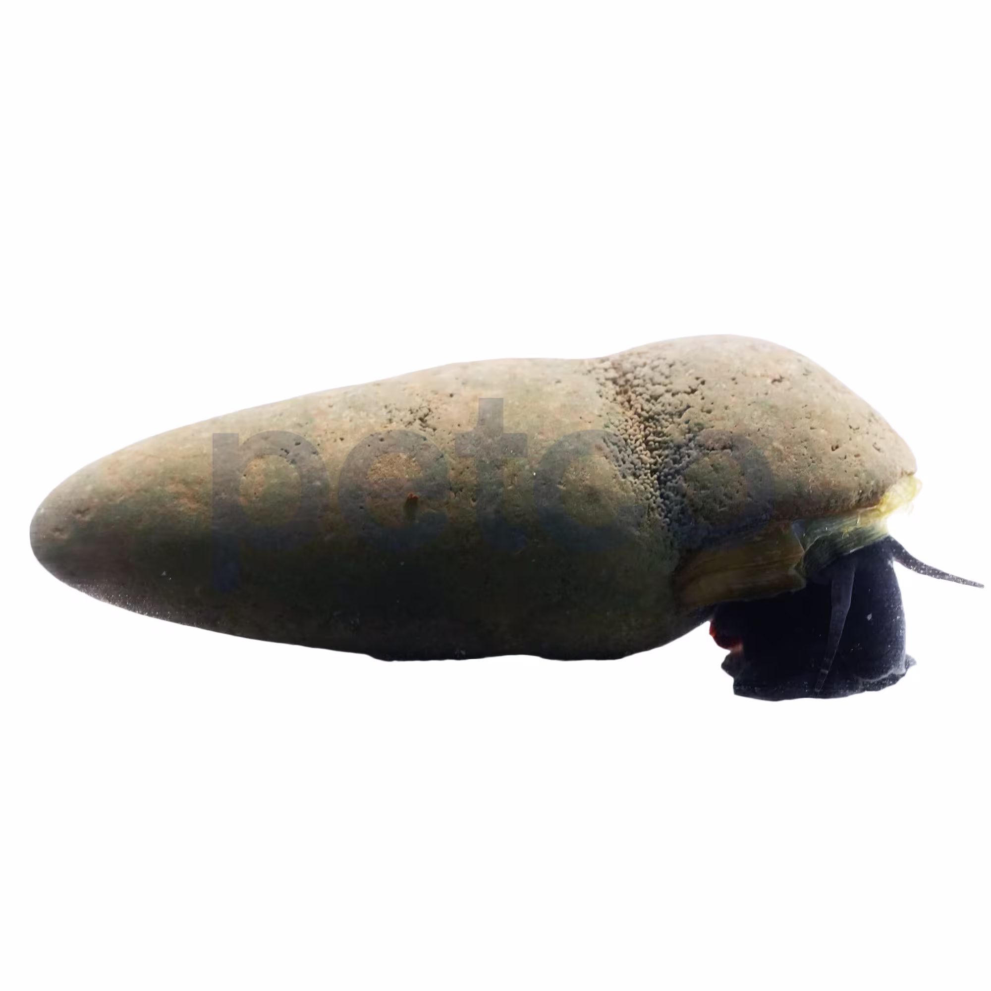 Petco Freshwater Chocolate Rabbit Snail for Aquariums