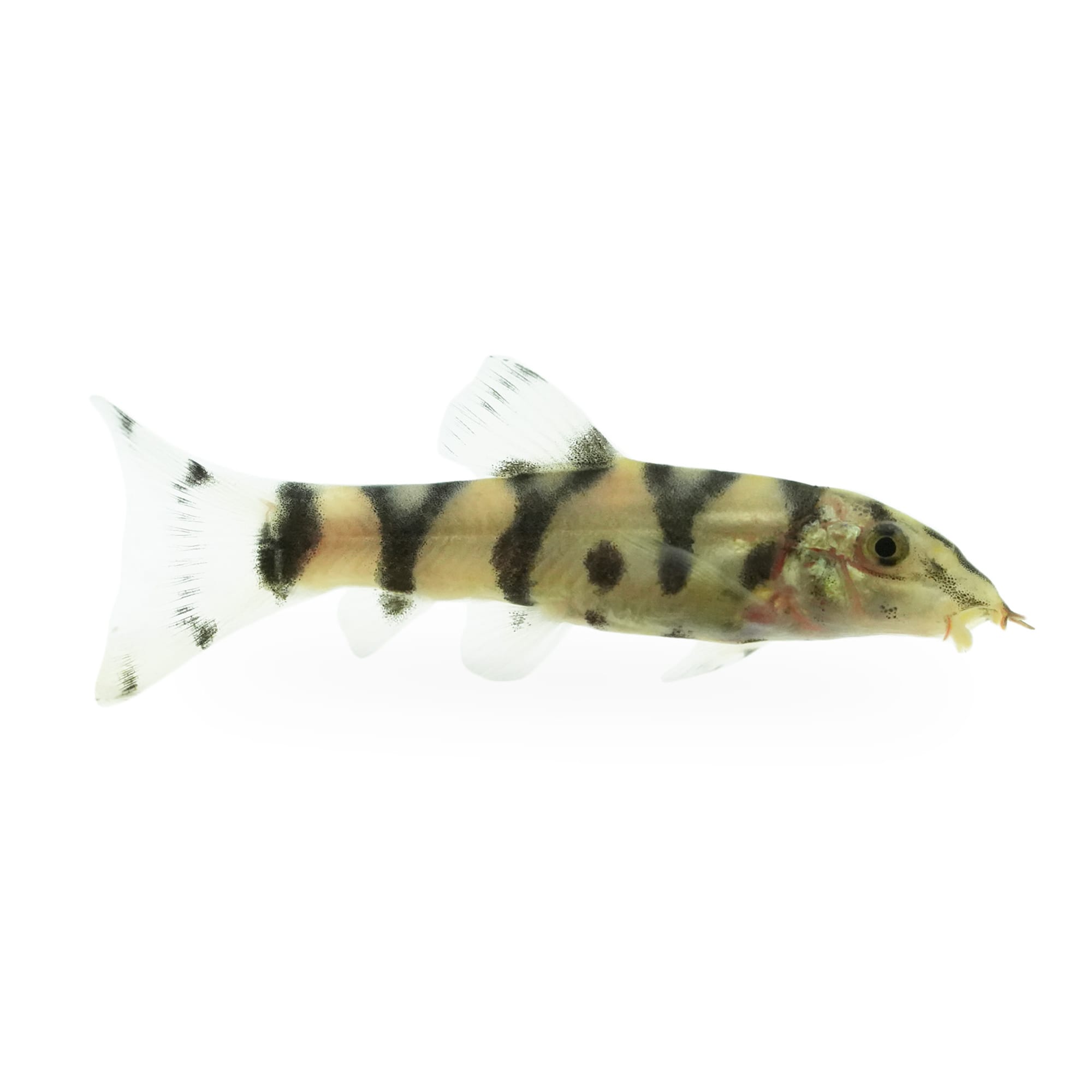 Pleco fish petco best sale