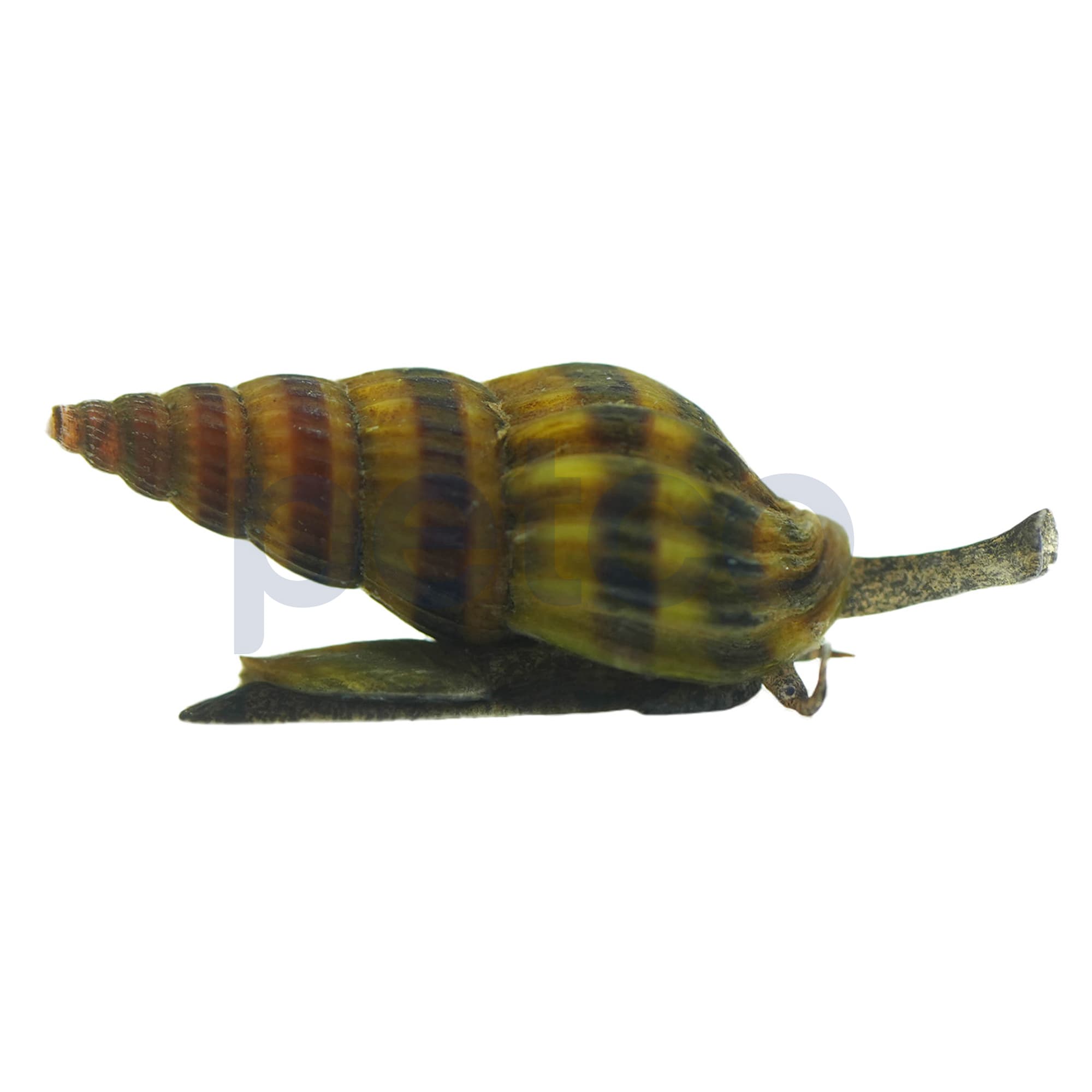 Petco Freshwater Assassin Snail for Snail Control & Tank Health