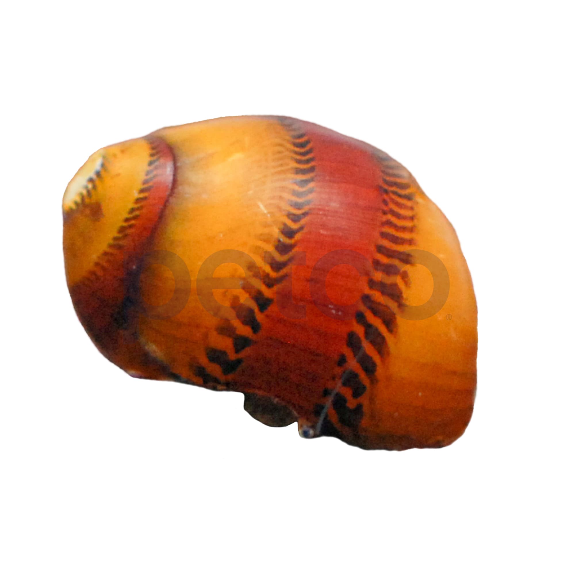 Yellow Racer Nerite Snail For Sale | Petco