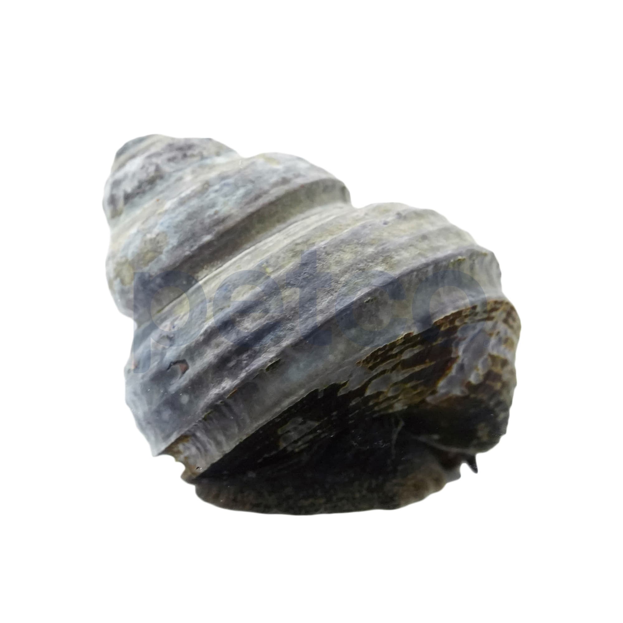 Freshwater Turbo Snail for Algae & Detritus Control