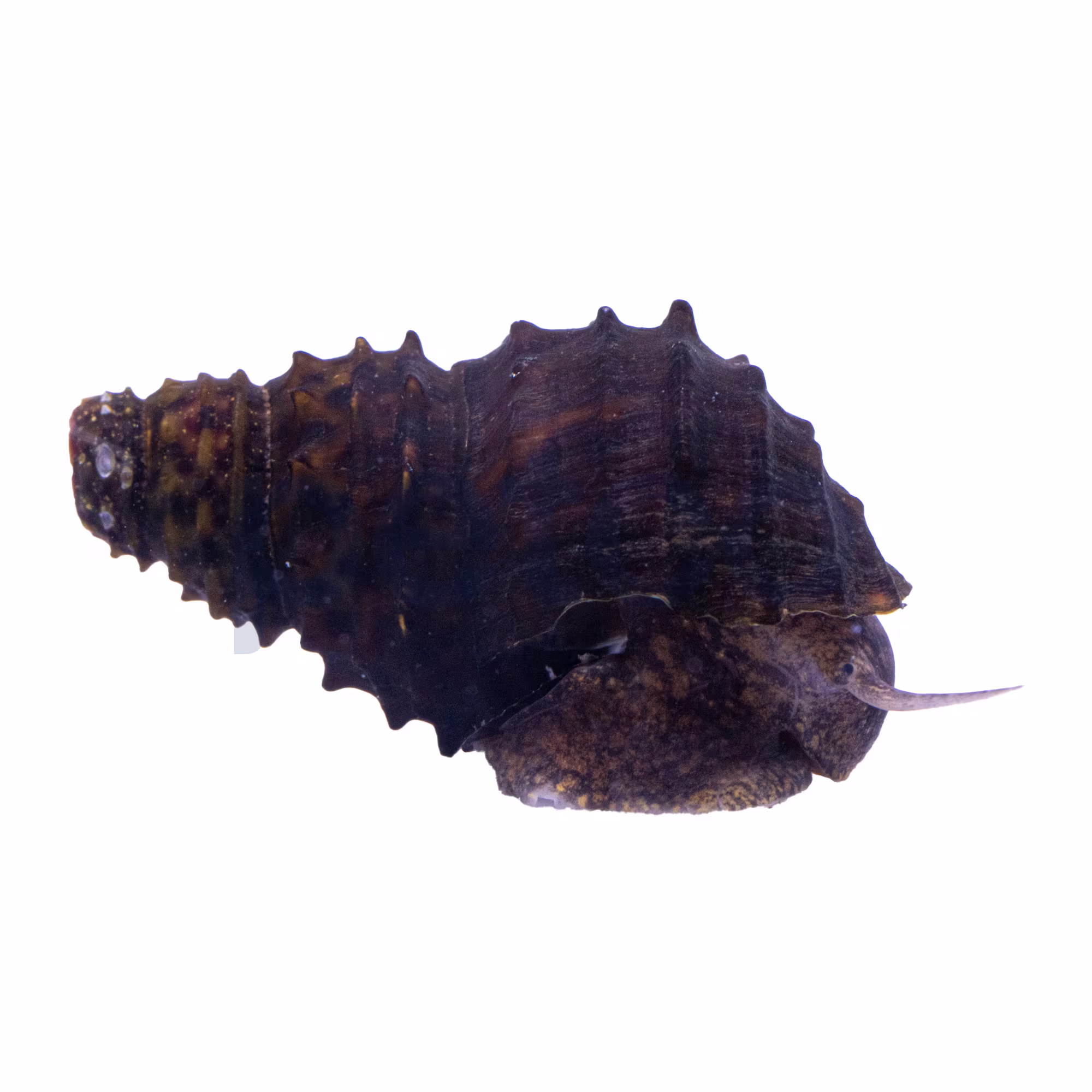 Algae King Koopa Snail for Freshwater & Community Tanks