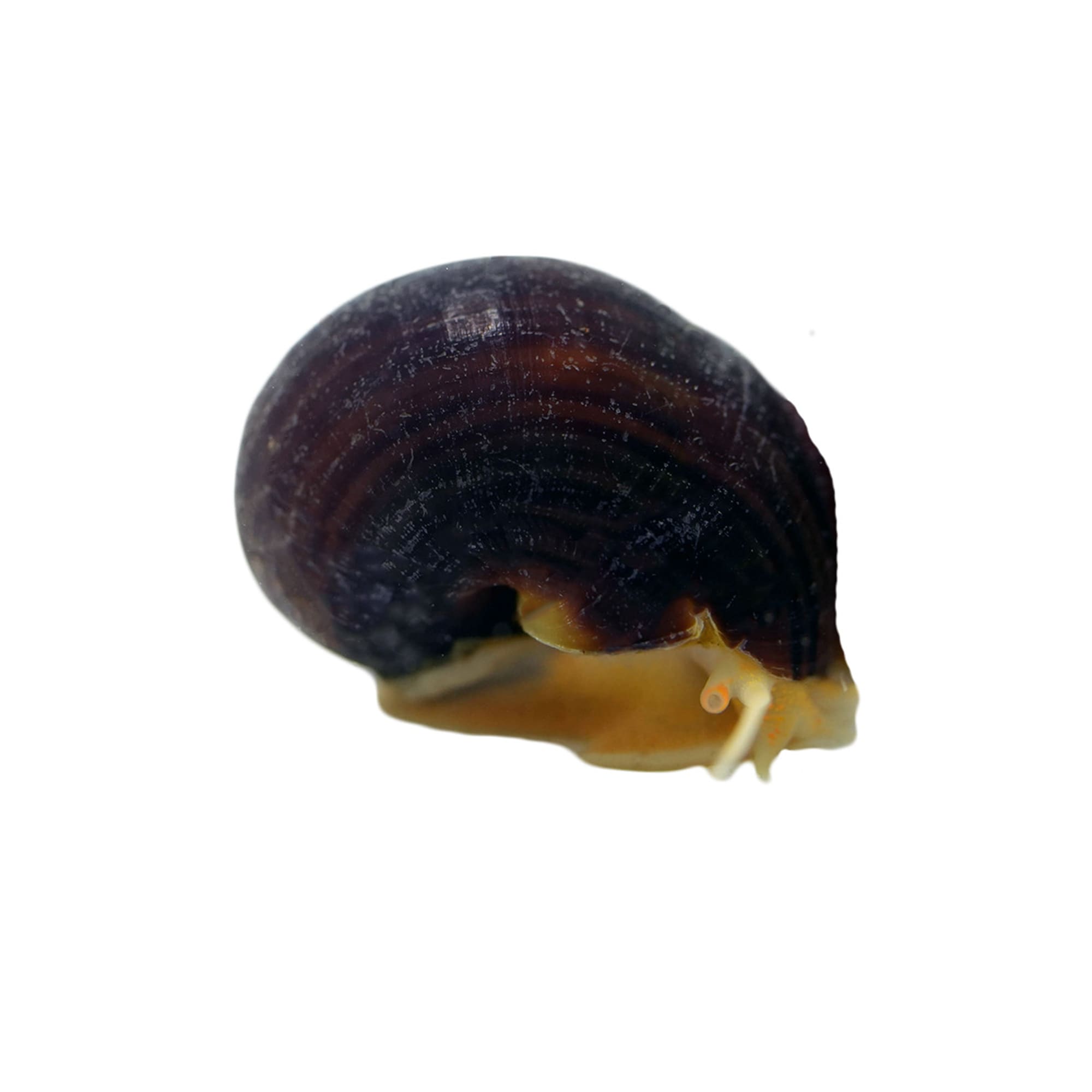 Freshwater snails hot sale petsmart