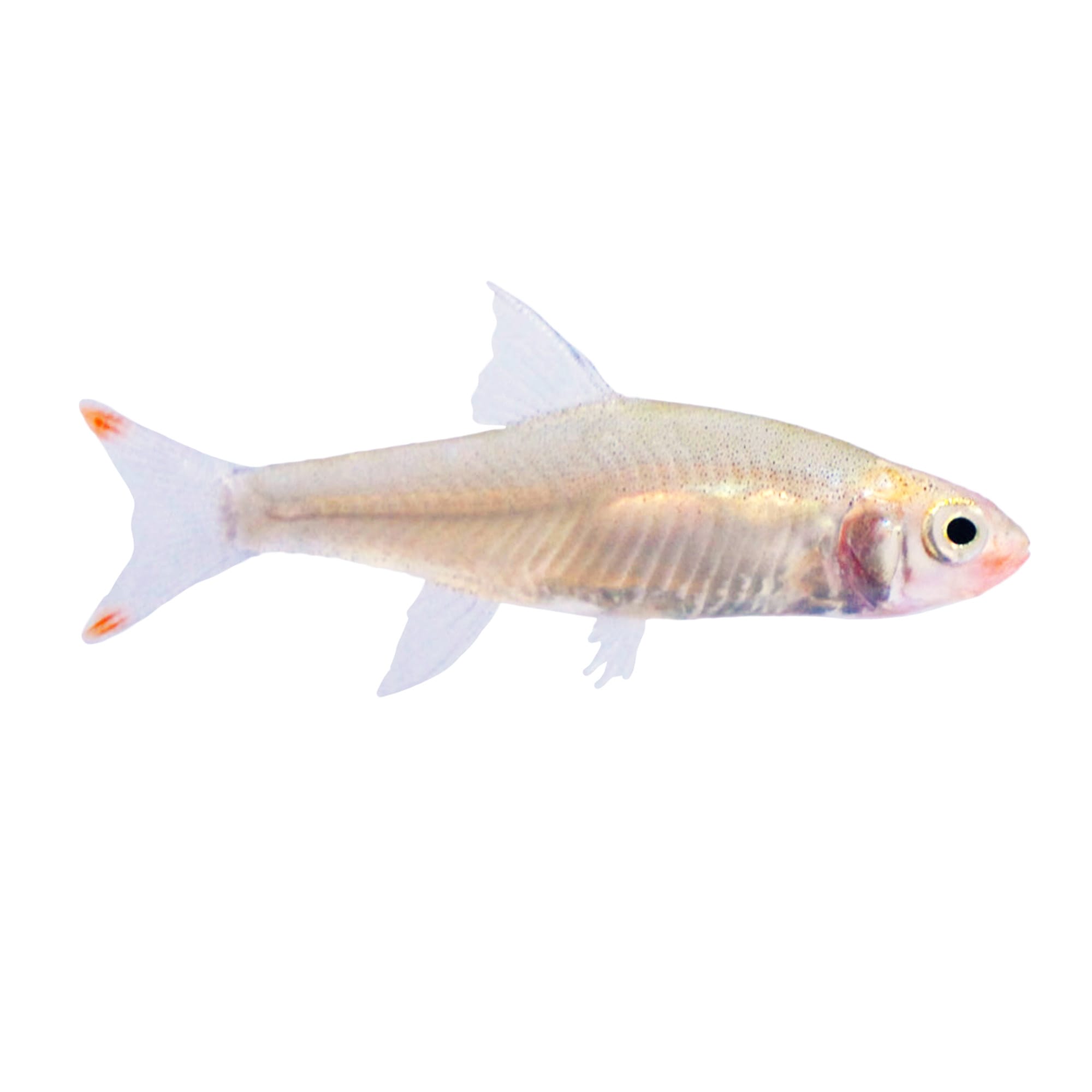 Rummy Nose Rasbora For Sale | Petco