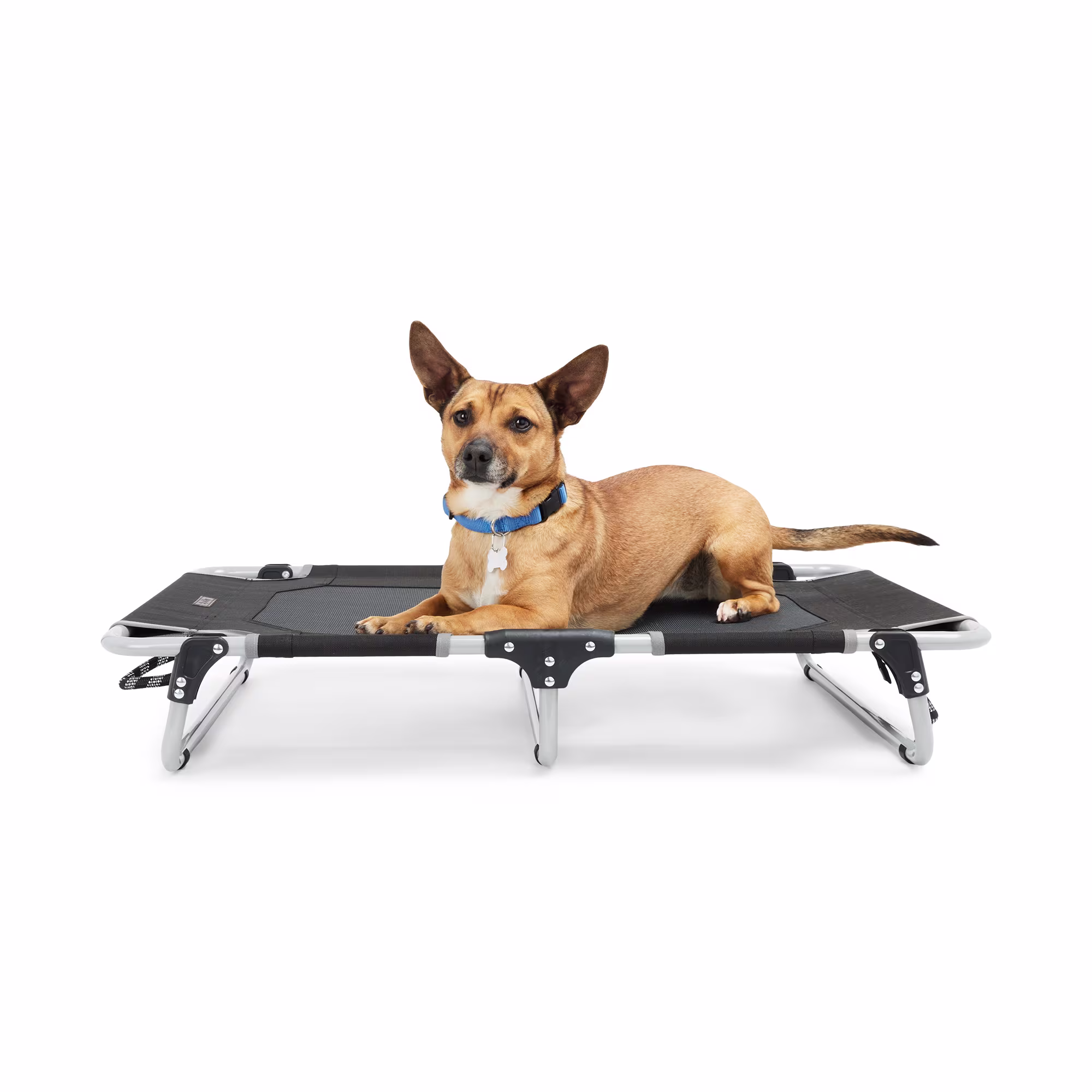 Reddy Foldable Travel Cot for Pets, Small/Medium Petco